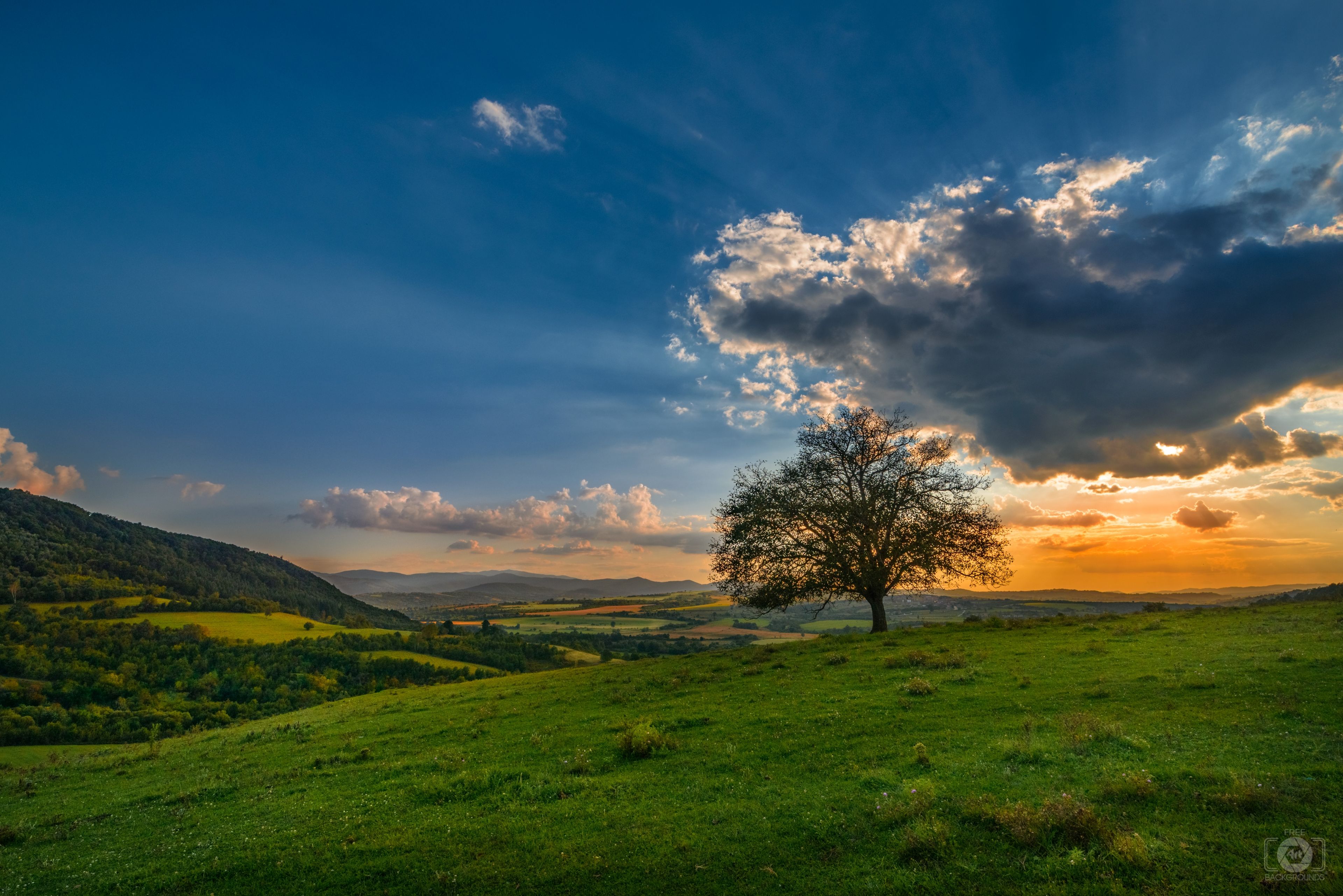 Sunset Behind A Tree In Field Background Quality Free