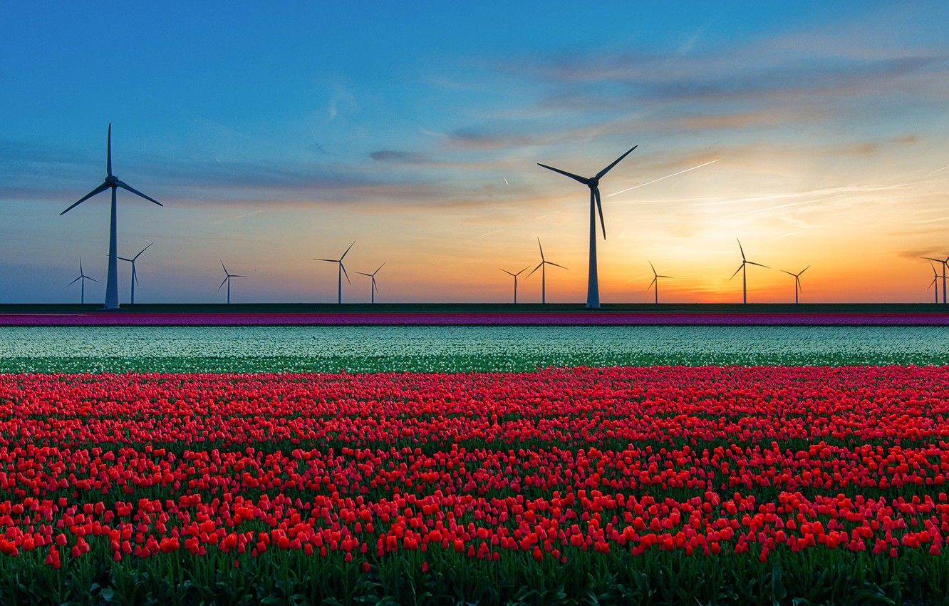 Wallpaper field, tulips, wind turbines image for desktop, section