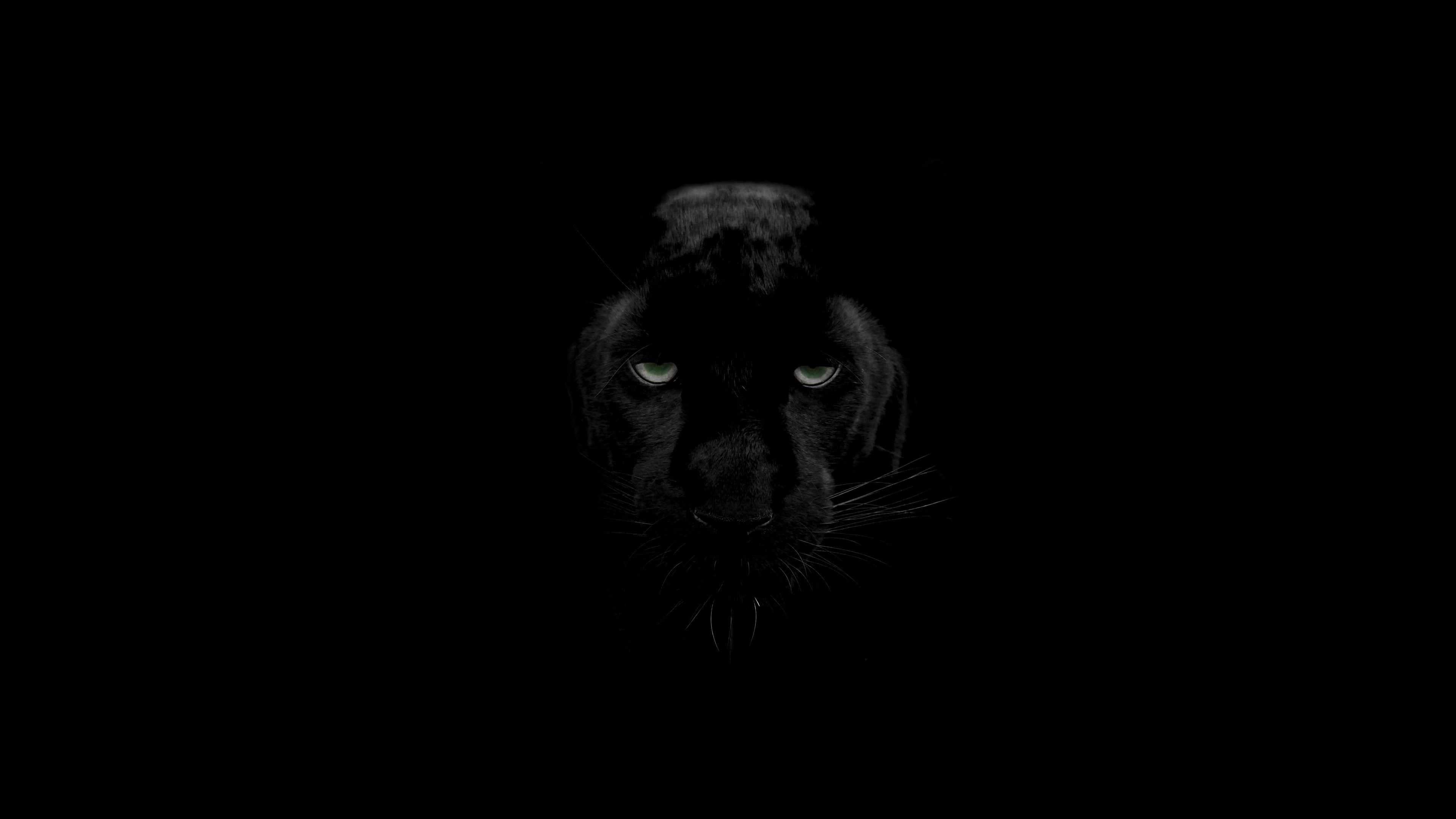Black Panther 4K Ultra HD Dark Wallpaper Free Black Panther