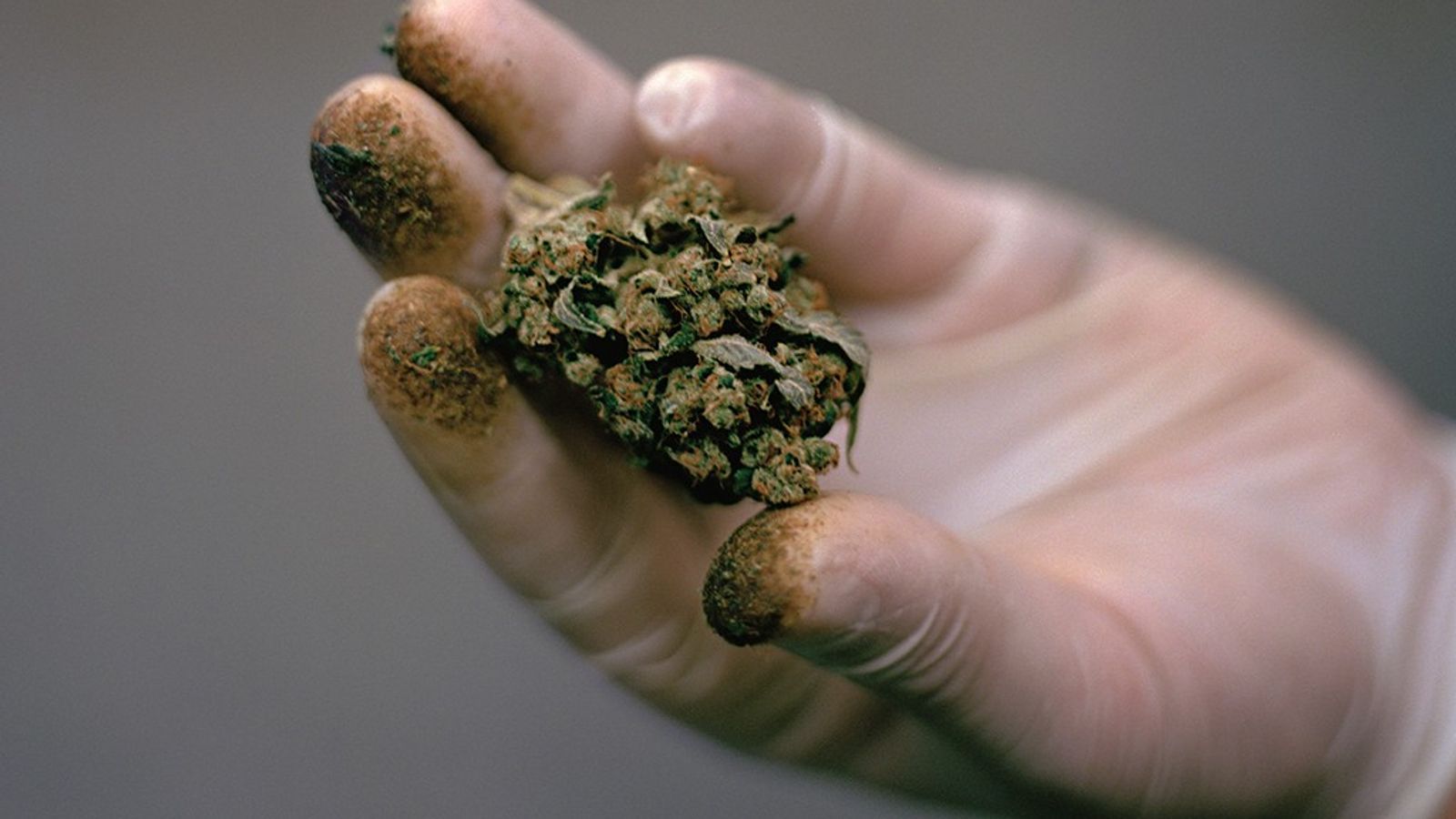 Science Seeks to Unlock Marijuana Secrets