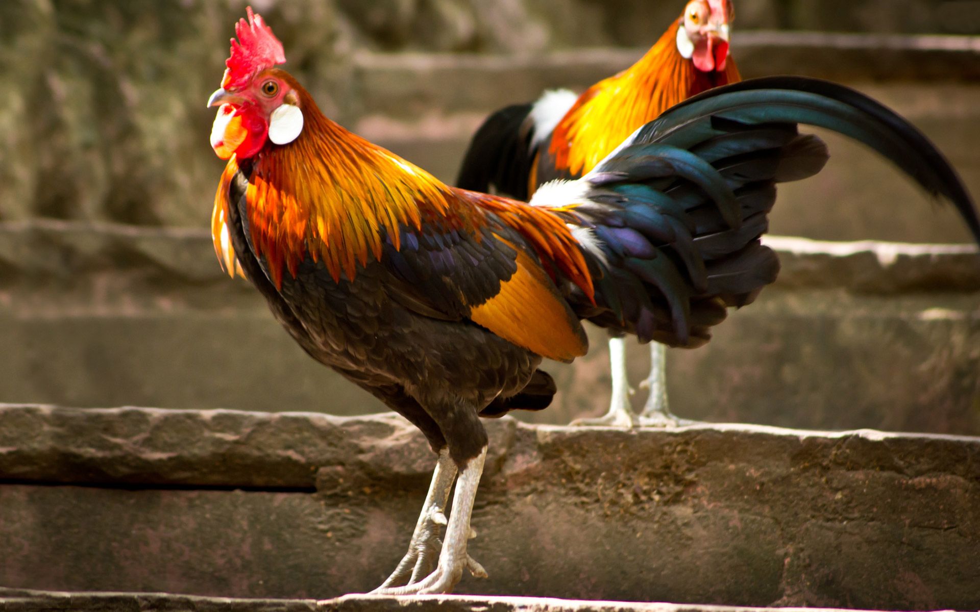Two Roosters In The Rain Background Pictures Of Fighting Roosters  Background Image And Wallpaper for Free Download