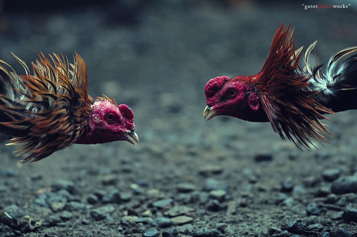 Cock Fight.. all about photo