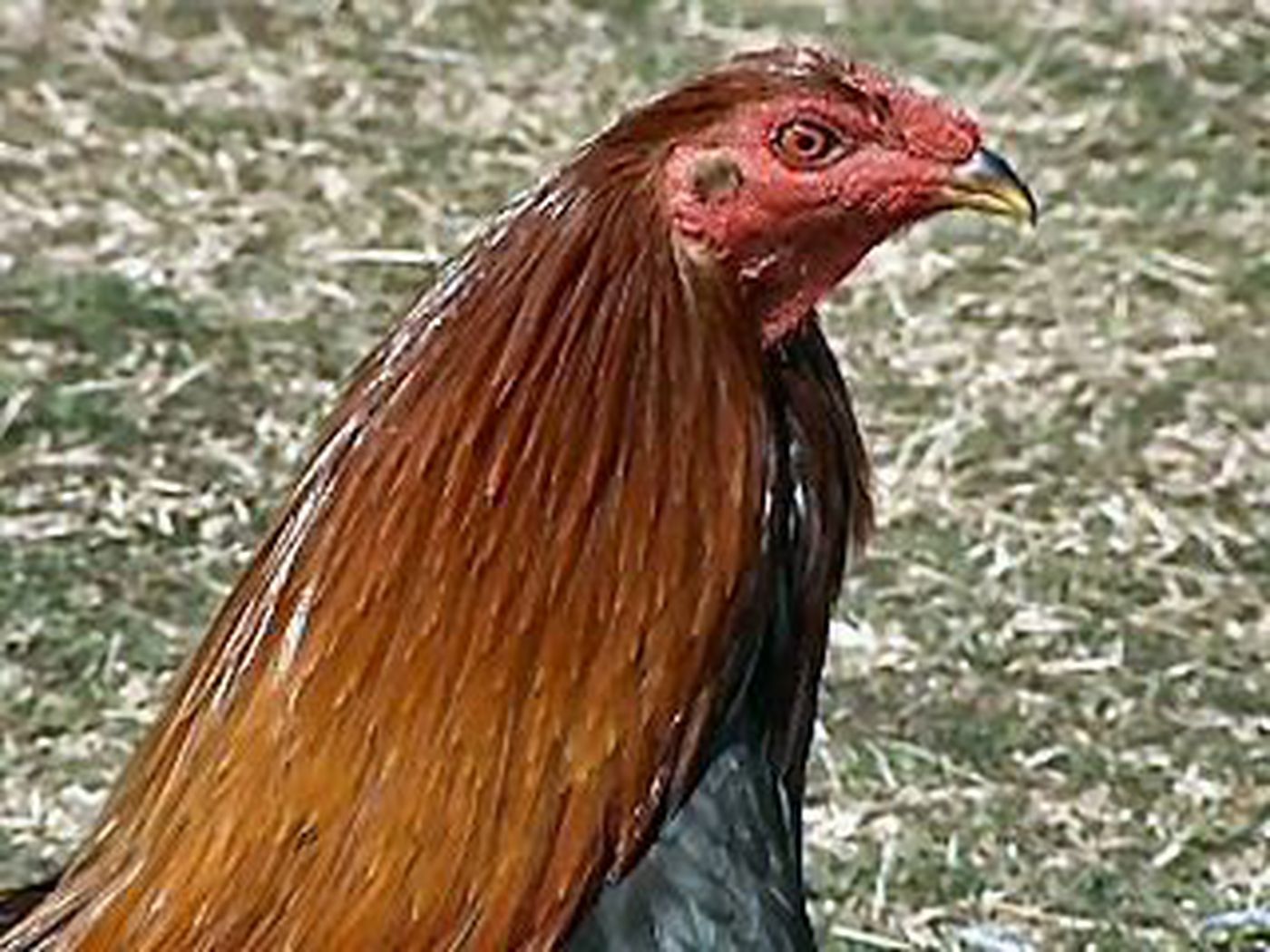 Cock fighting bust raises questions among deputies