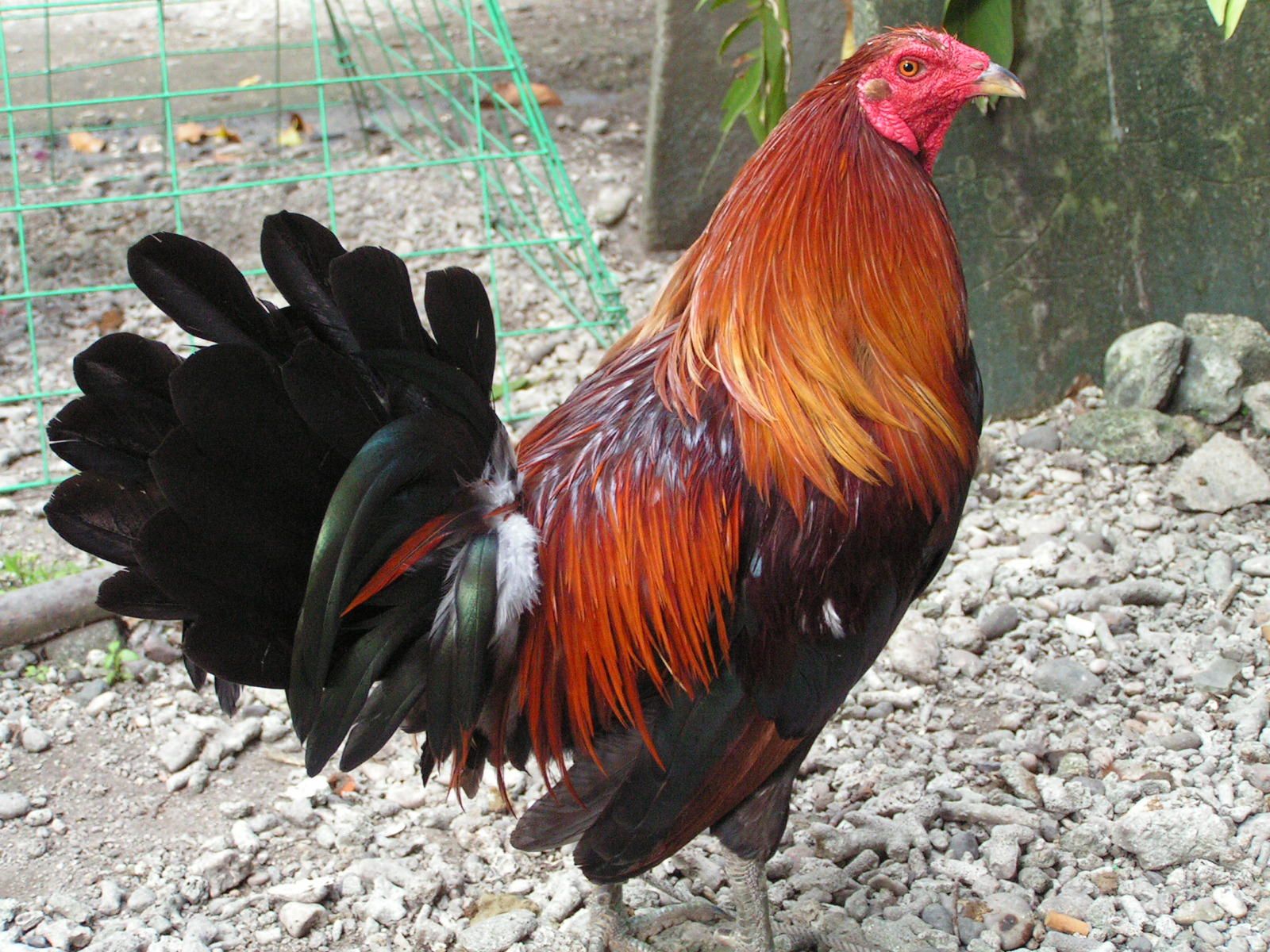 What to Do with Roosters after Cock Fighting Ring is Busted
