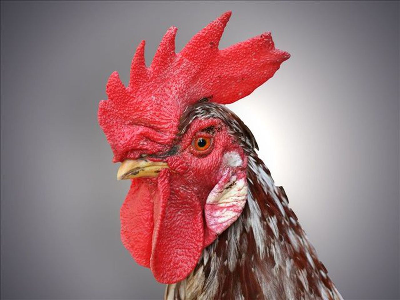 Va men plead guilty in major cock fighting bust