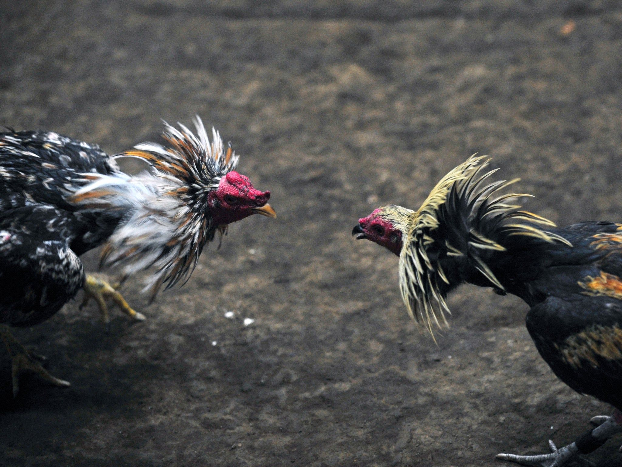 The Magnificent Photographs of Roosters During Fighting Looking so good   Rooster Fighting rooster Beautiful chickens