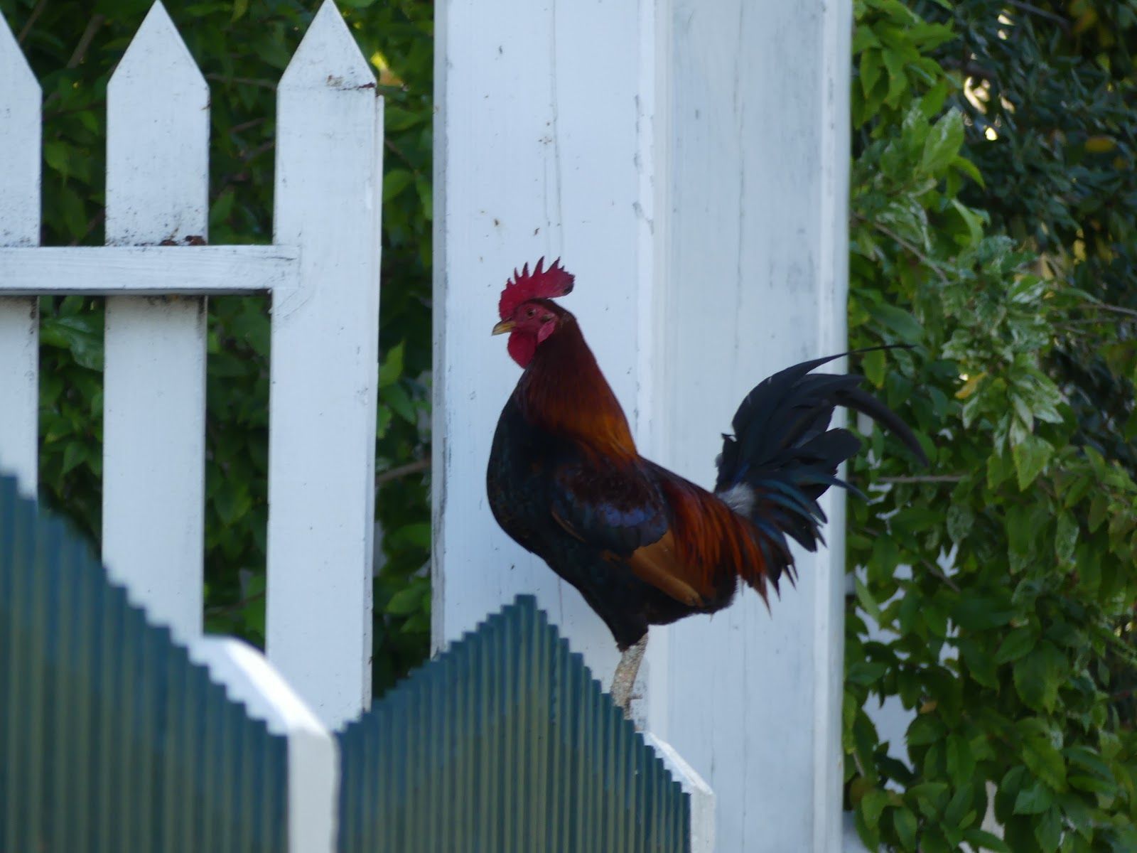 Key West Diary: Cock Fighting