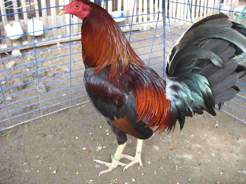 butcher x marian rose hatch
