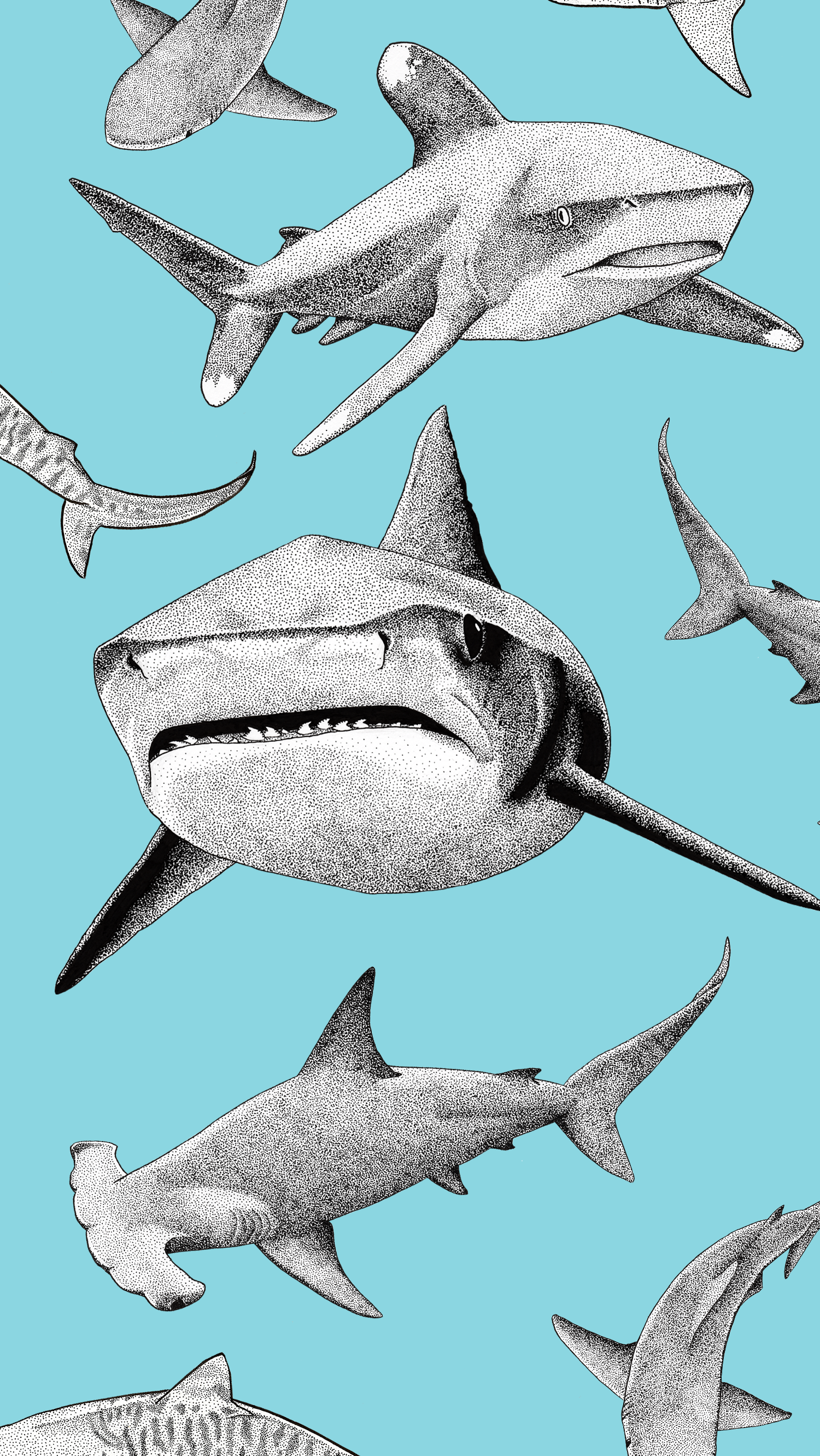 Hammerhead Shark Phone Wallpapers  Wallpaper Cave