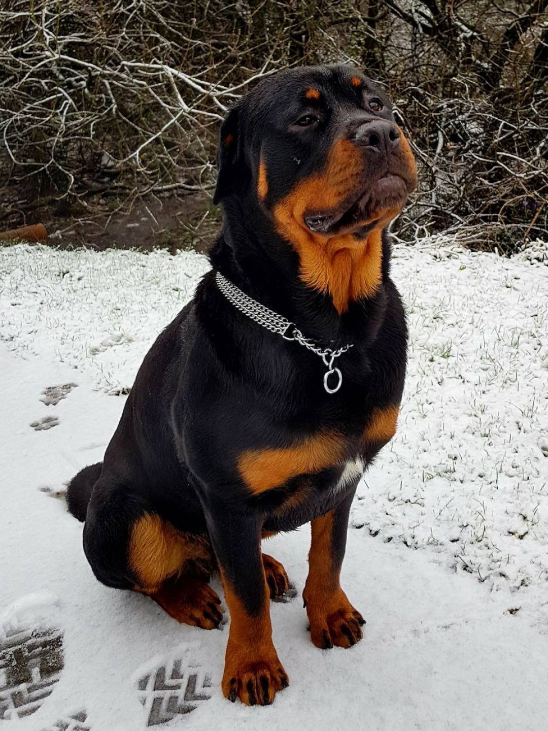 Rottweiler, iPhone, Desktop HD Background