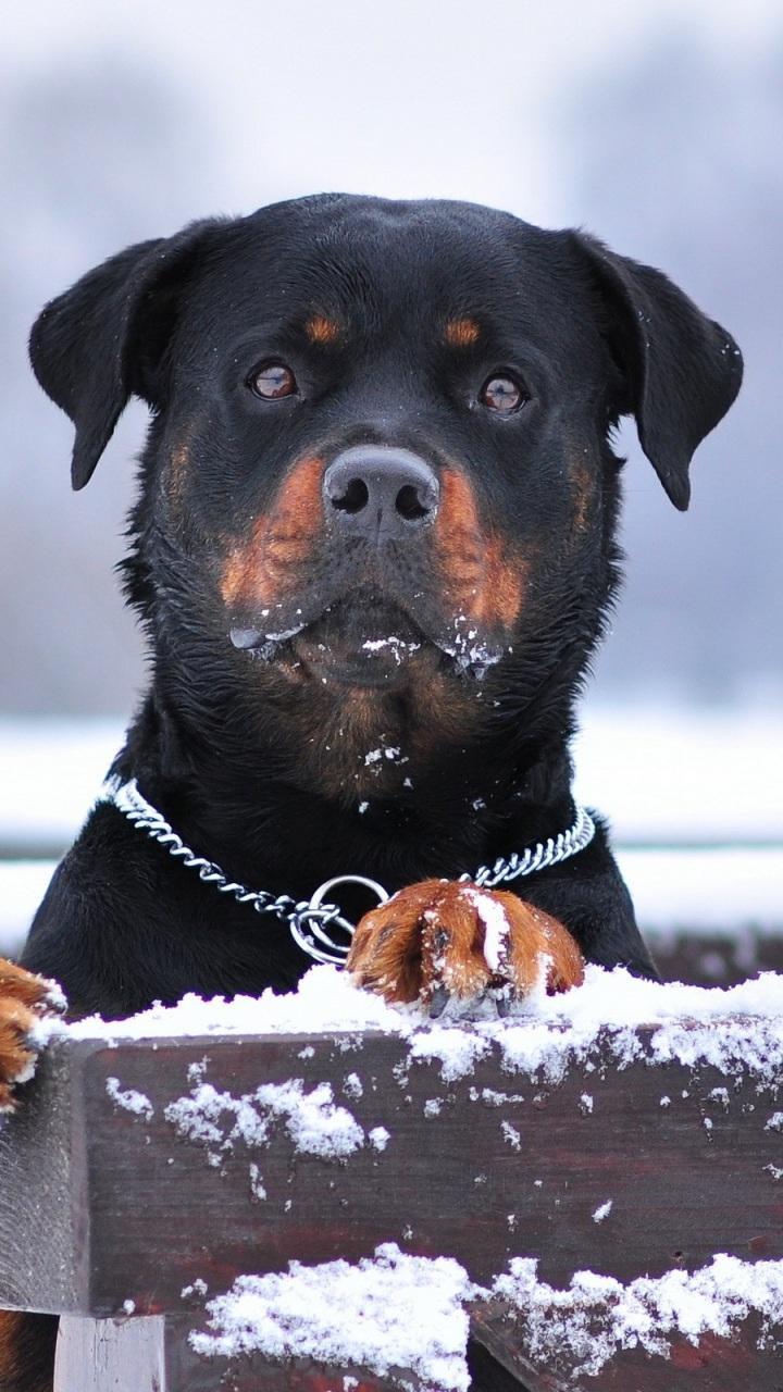 Rottweiler HD Wallpaper for Android