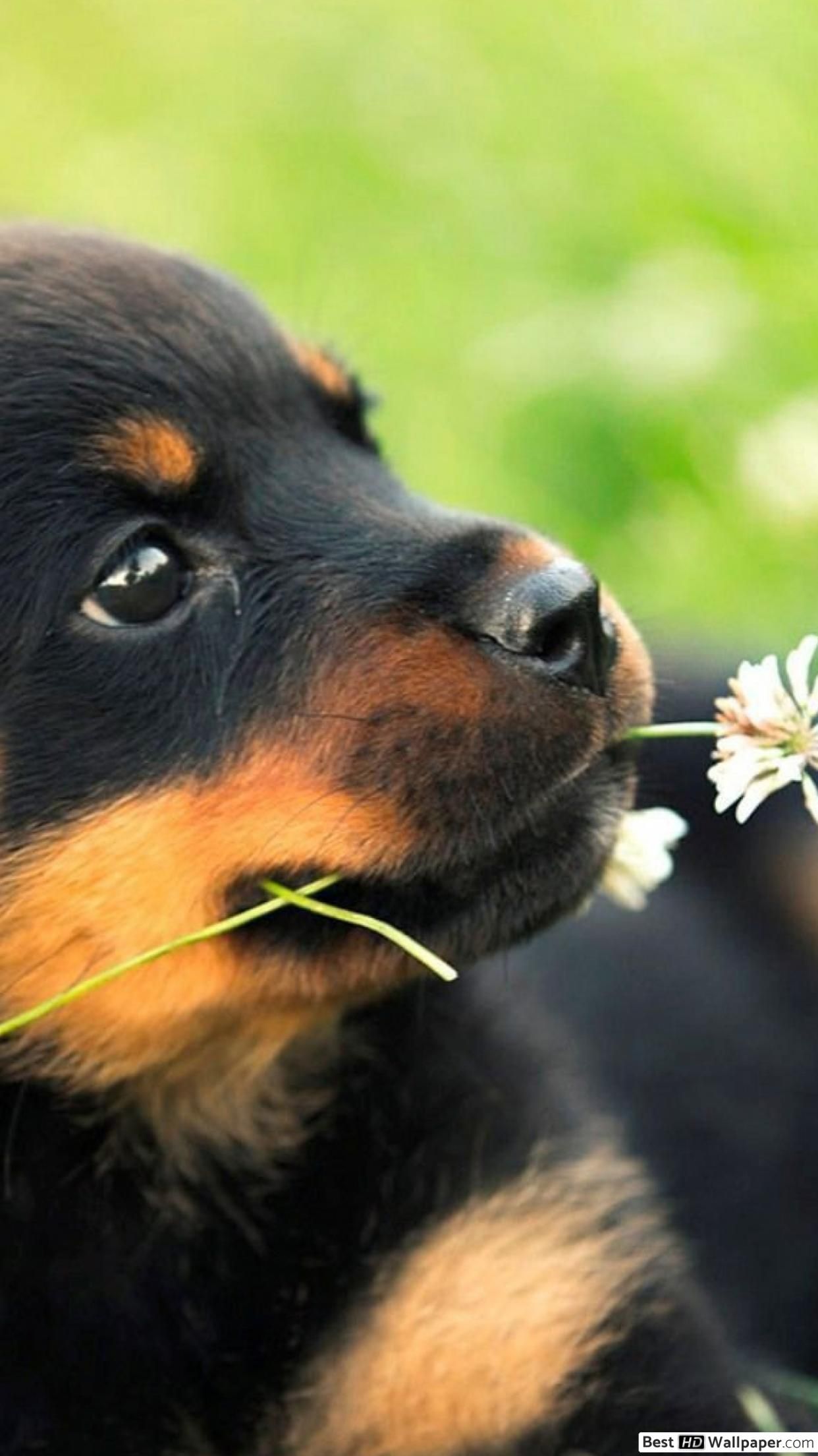 Cute rottweiler puppy HD wallpaper download