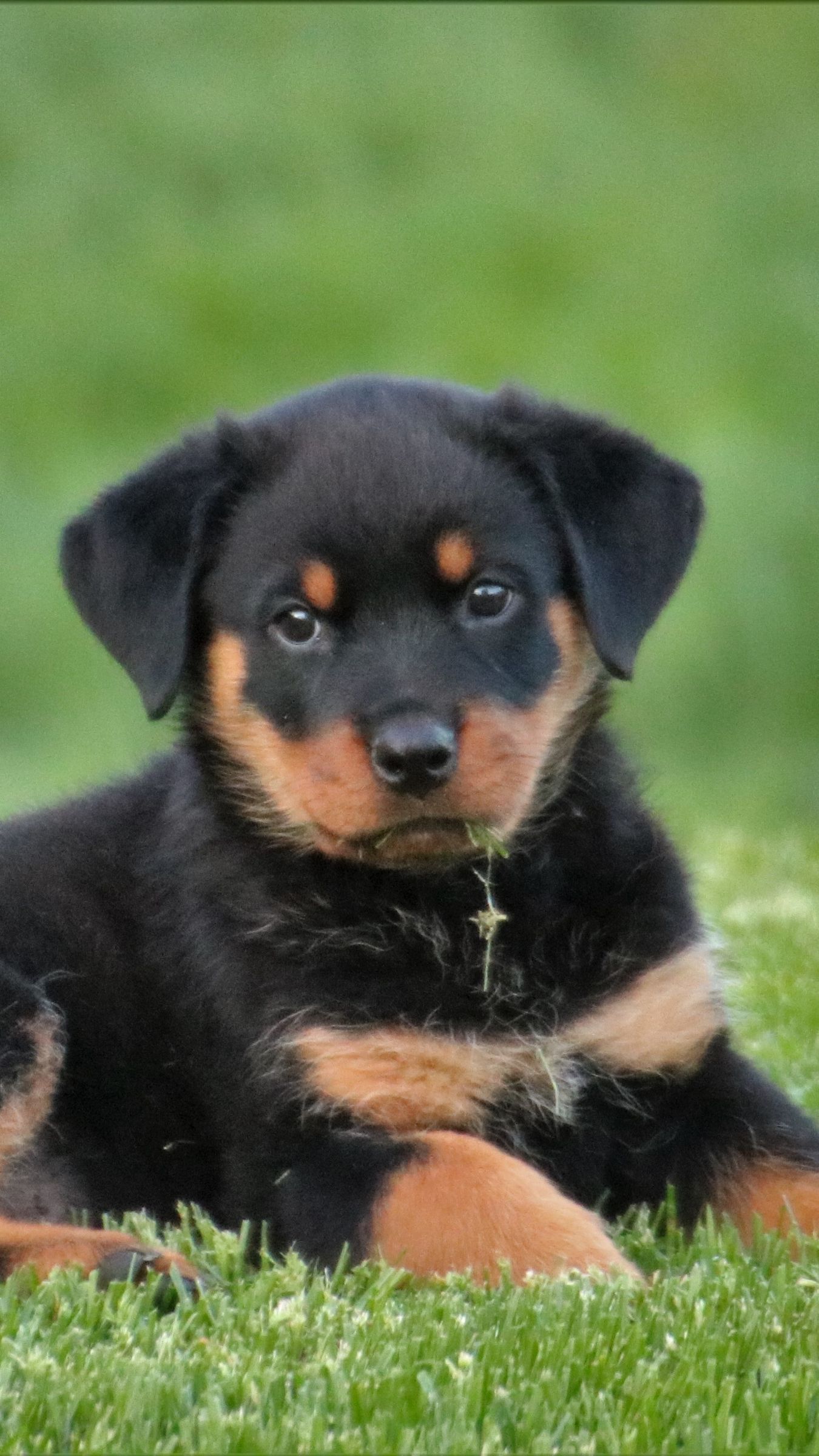 Download wallpaper 1350x2400 rottweiler, puppy, dog, lying iphone