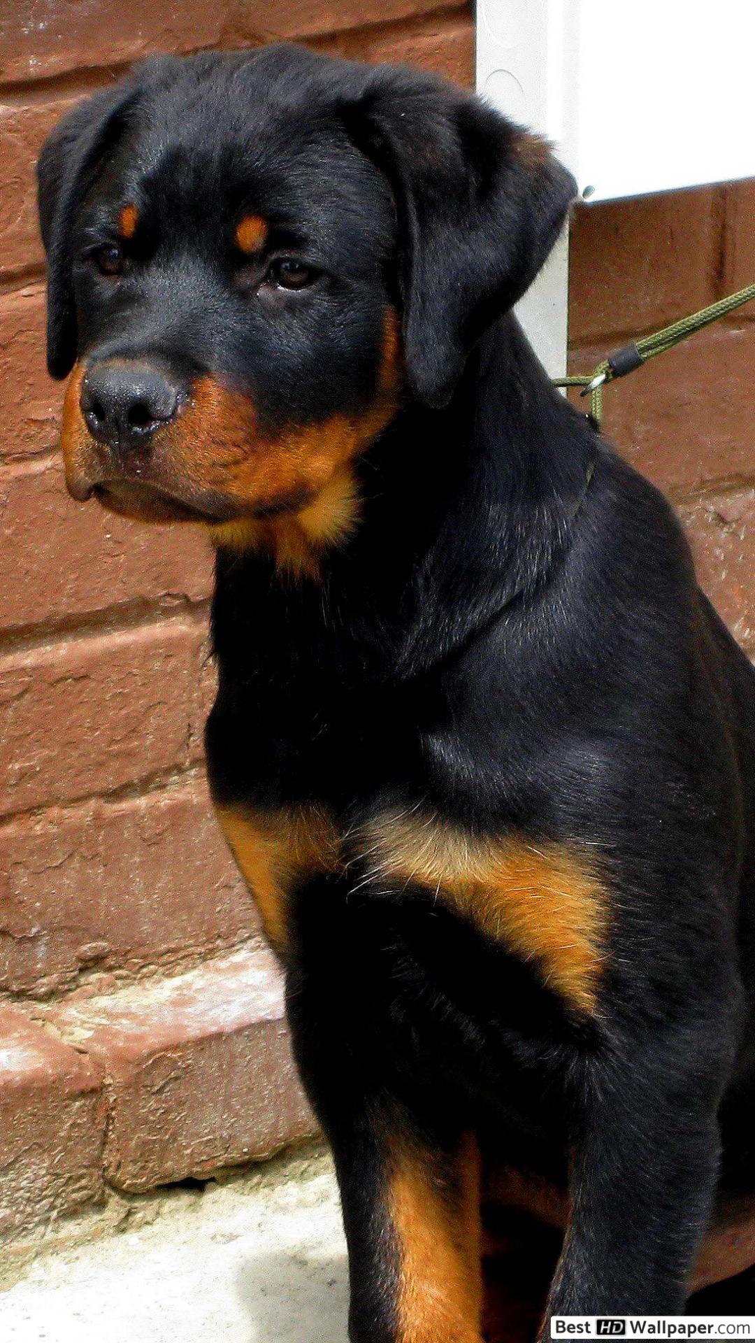 Rottweiler puppy on a leash HD wallpaper download