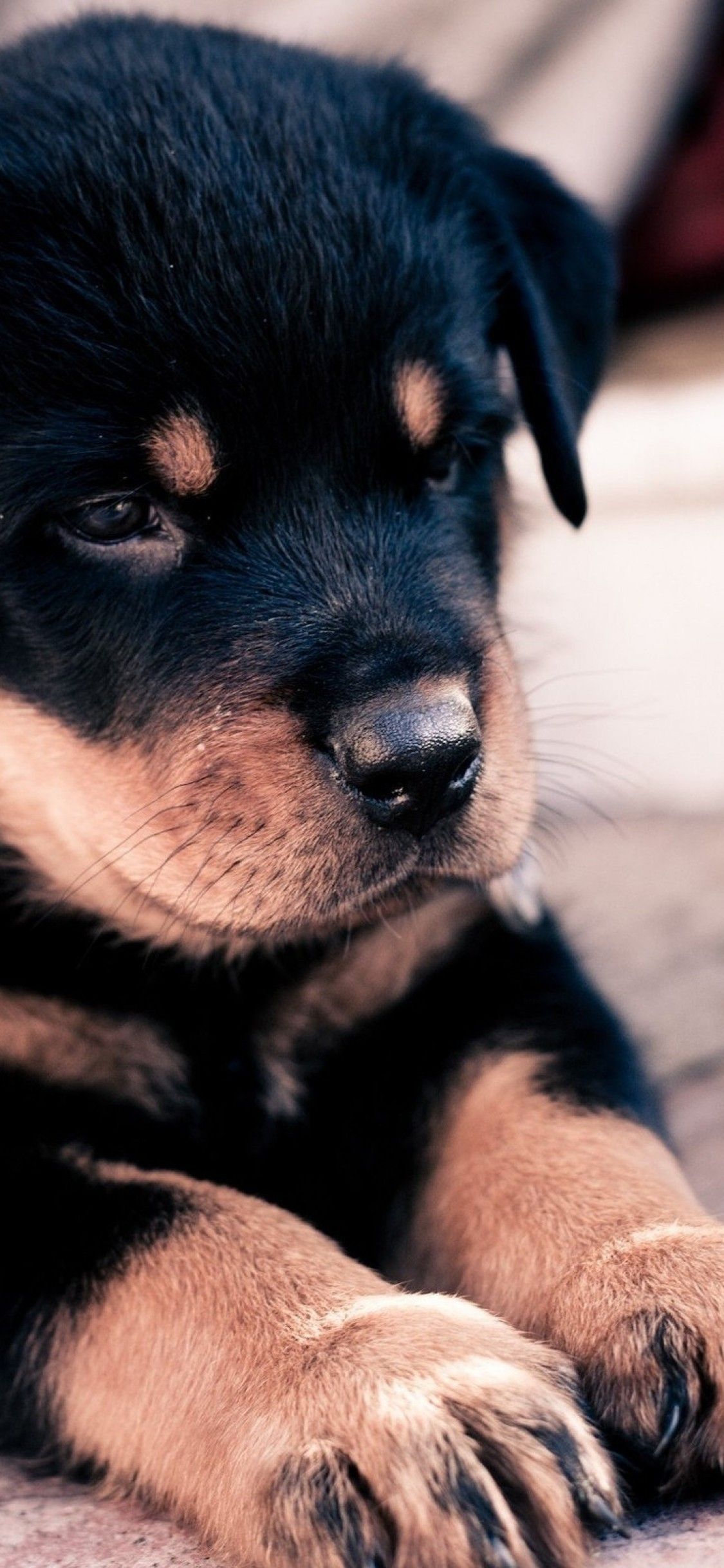 Download 1125x2436 Rottweiler, Cute, Paw, Puppy, Dogs Wallpaper