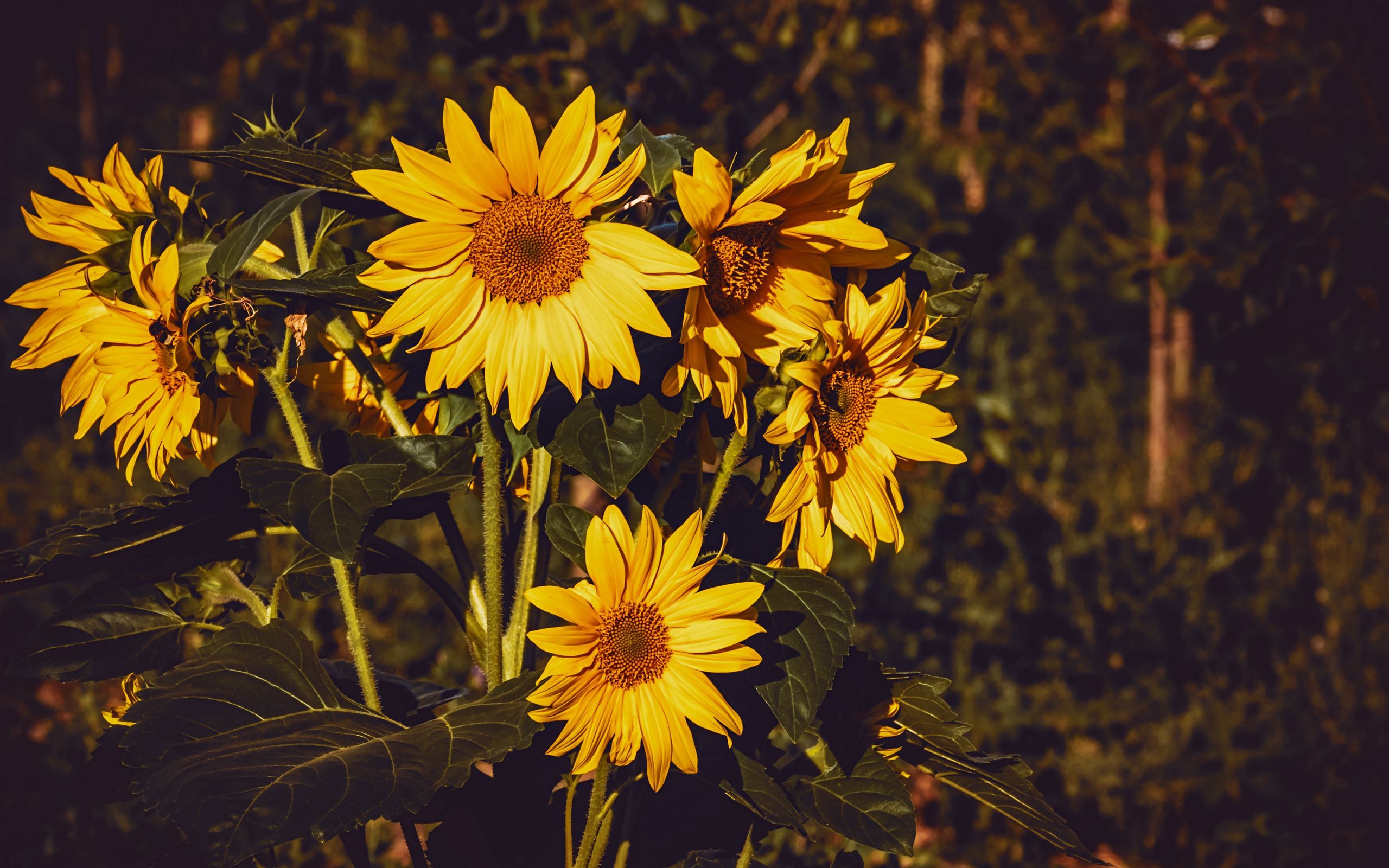 Download wallpaper 2560x1600 sunflower, flowers, summer, yellow