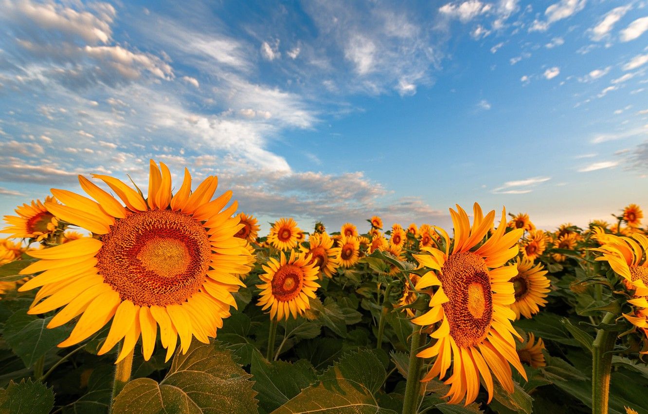 Wallpaper field, summer, the sky, sunflowers, flowers, yellow