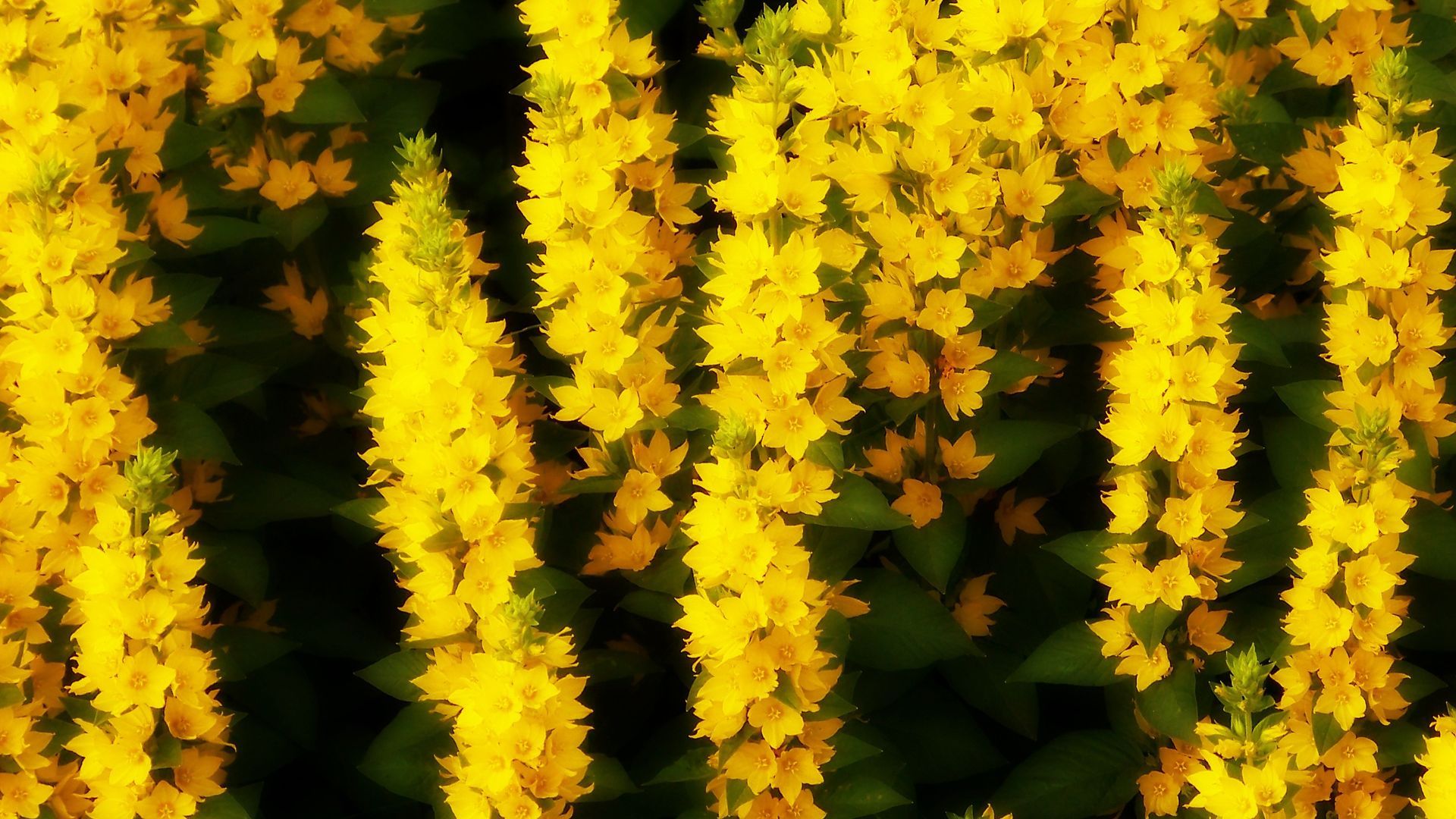 Yellow Summer Flowers Wallpaper
