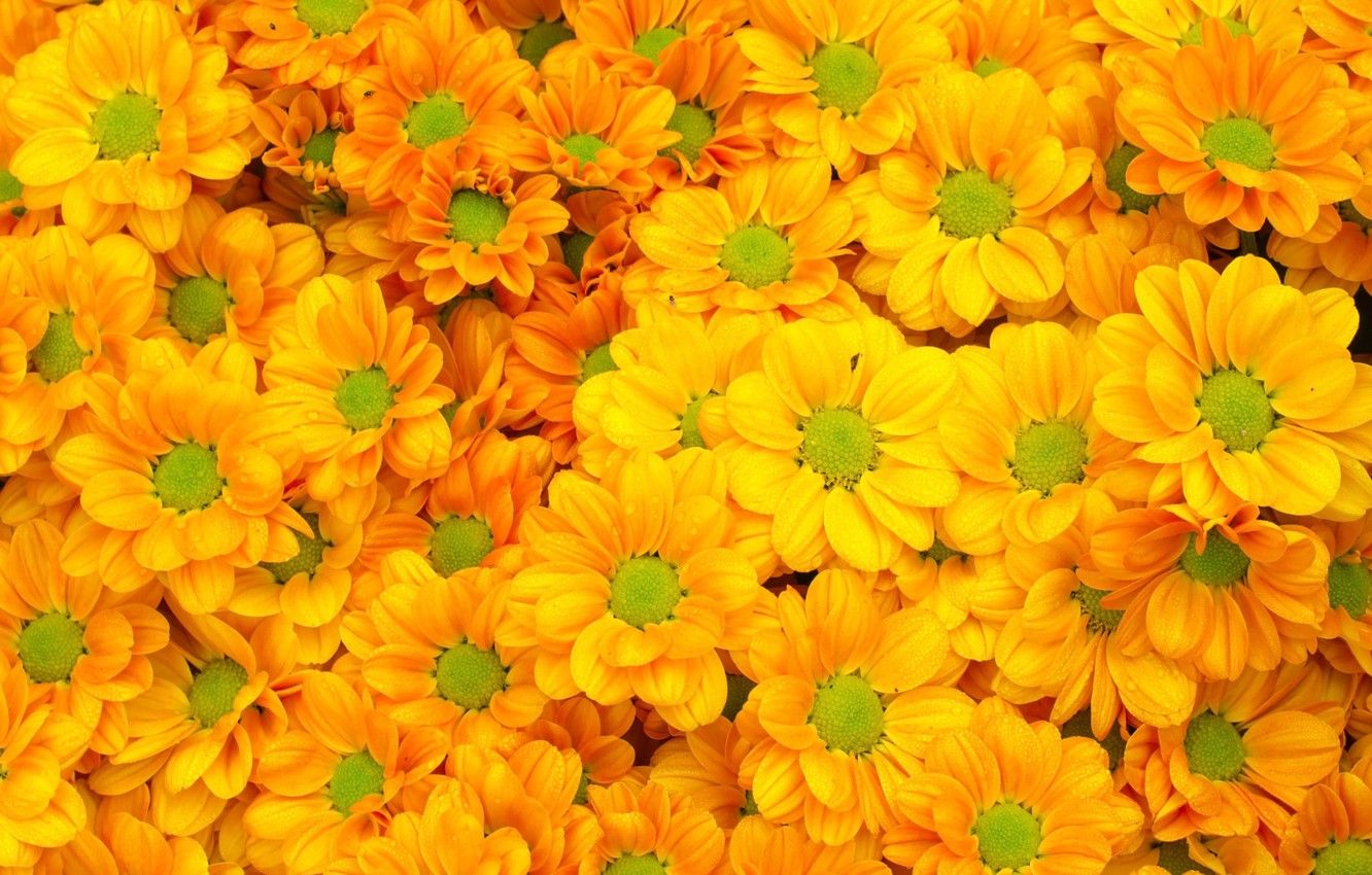 Wallpaper flowers, yellow, summer, chrysanthemum, yellow, flowers