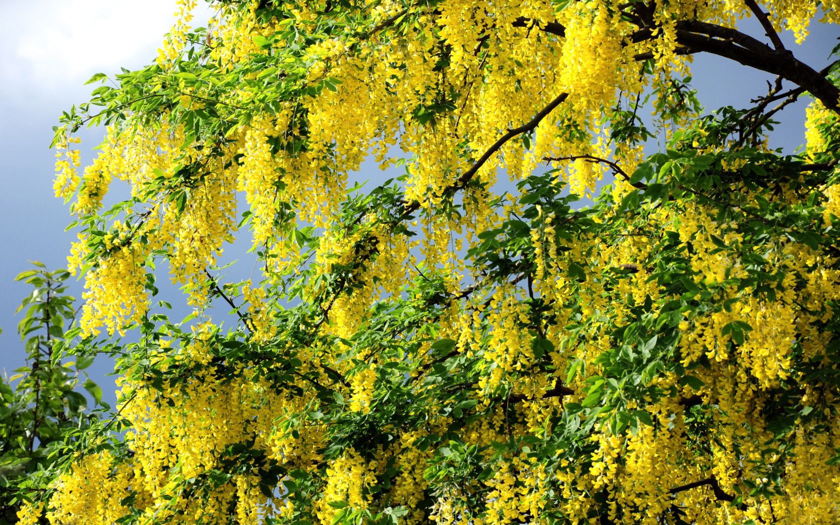Yellow flowers on a summer tree Desktop wallpaper 1680x1050