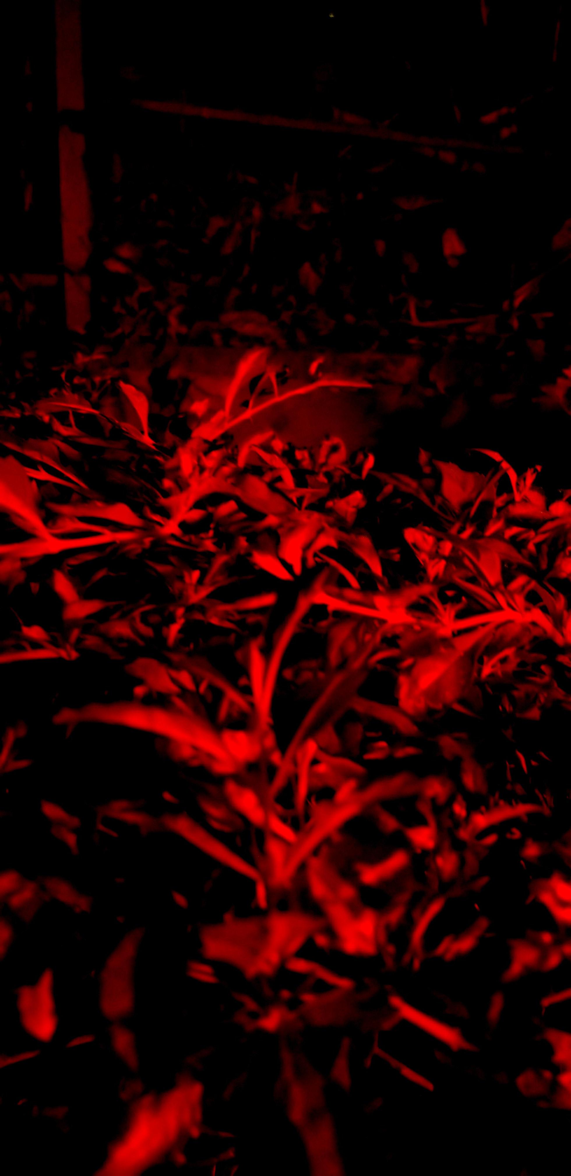 AMOLED Red. iPhone X Wallpaper X Wallpaper HD