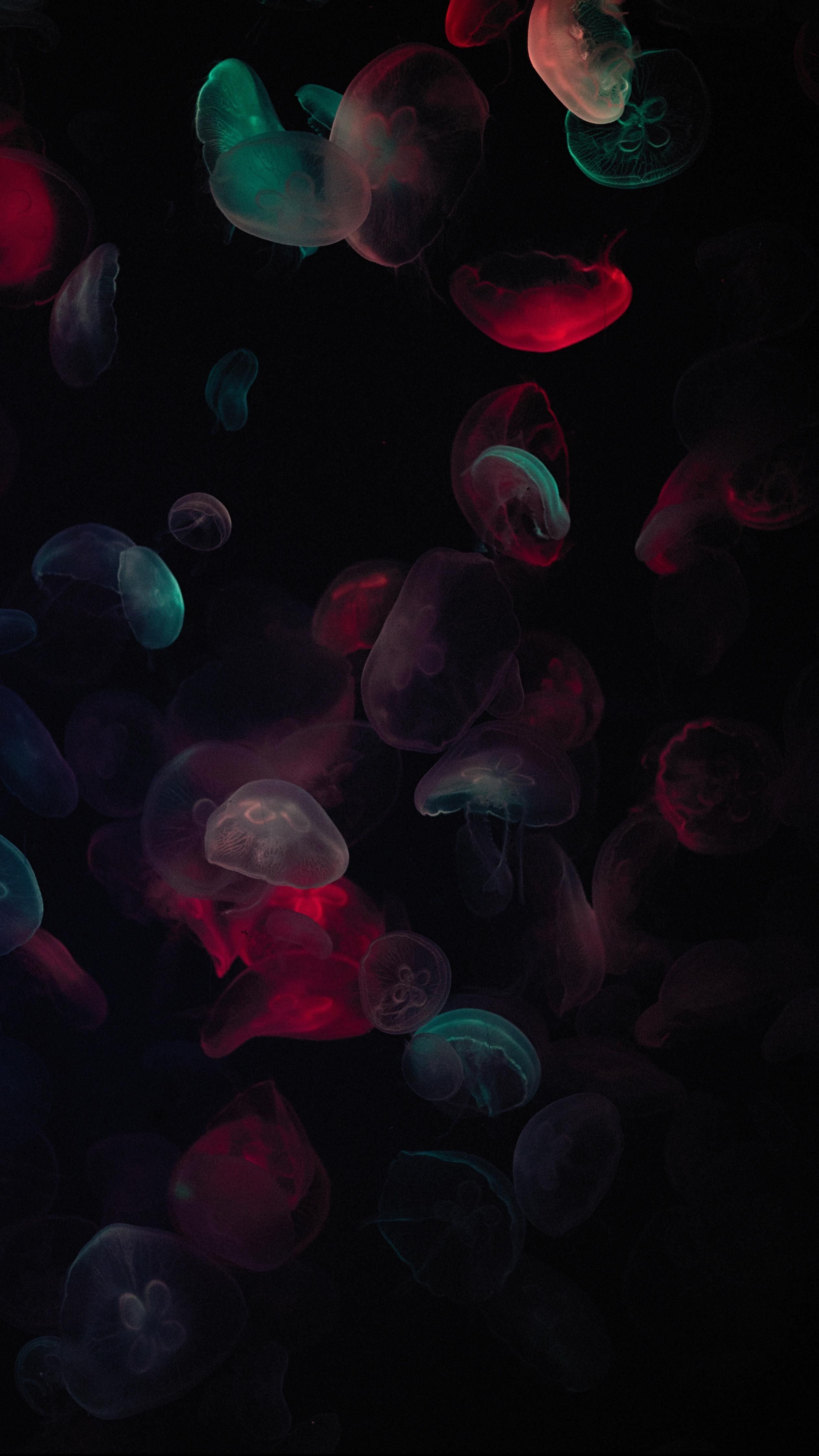 Colorful HD Neon Jellyfish!. Color wallpaper iphone, Wallpaper