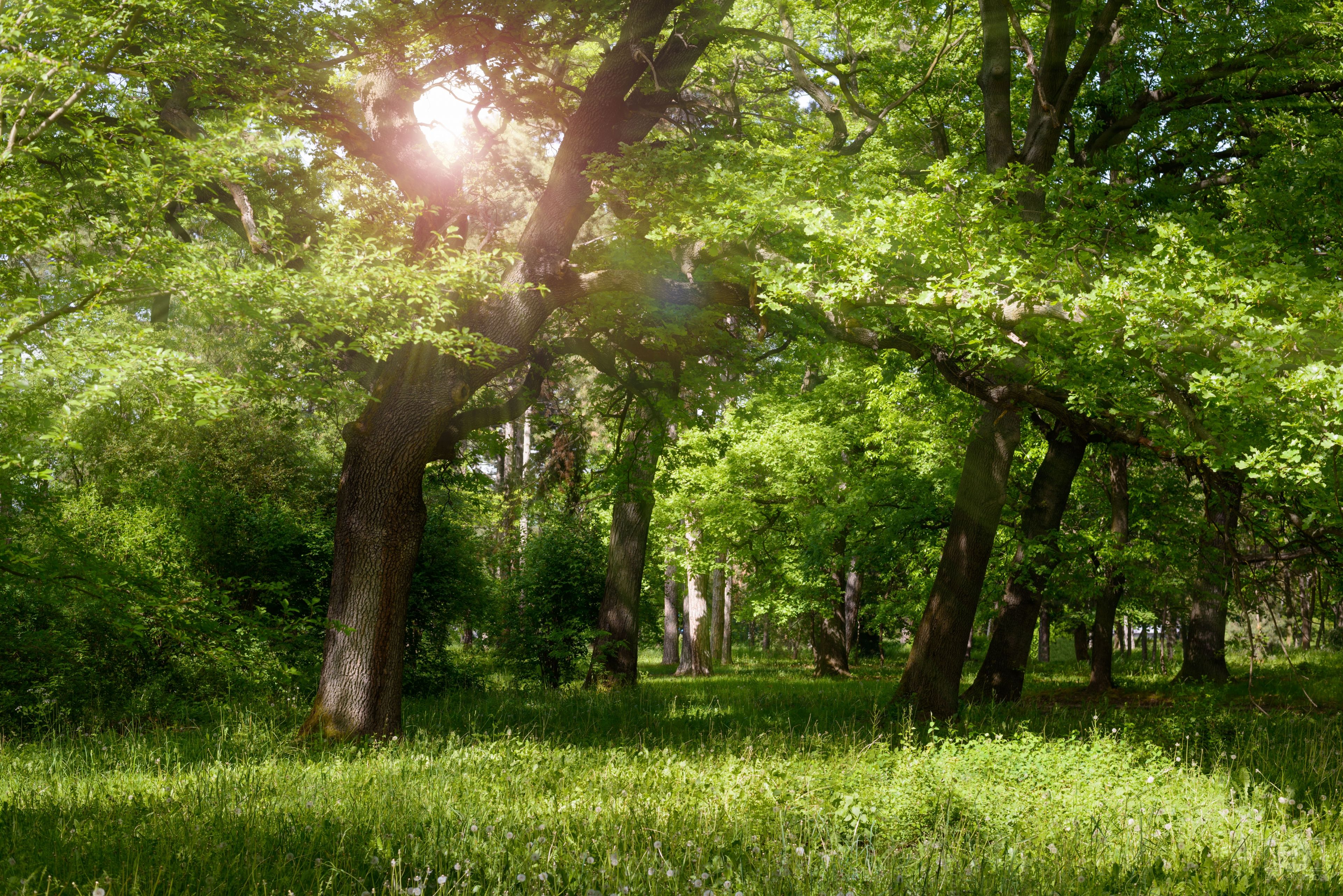 Sun Rays Between The Trees Background Quality Free Background
