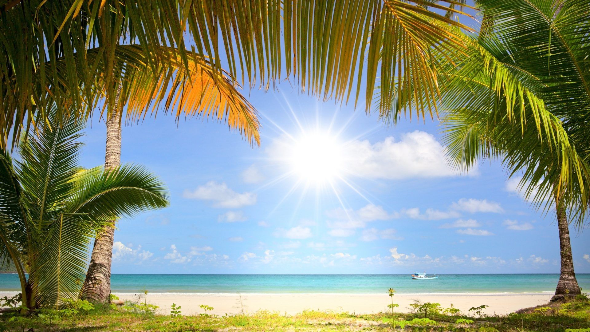Sun Rays and Palm Trees on the Beach