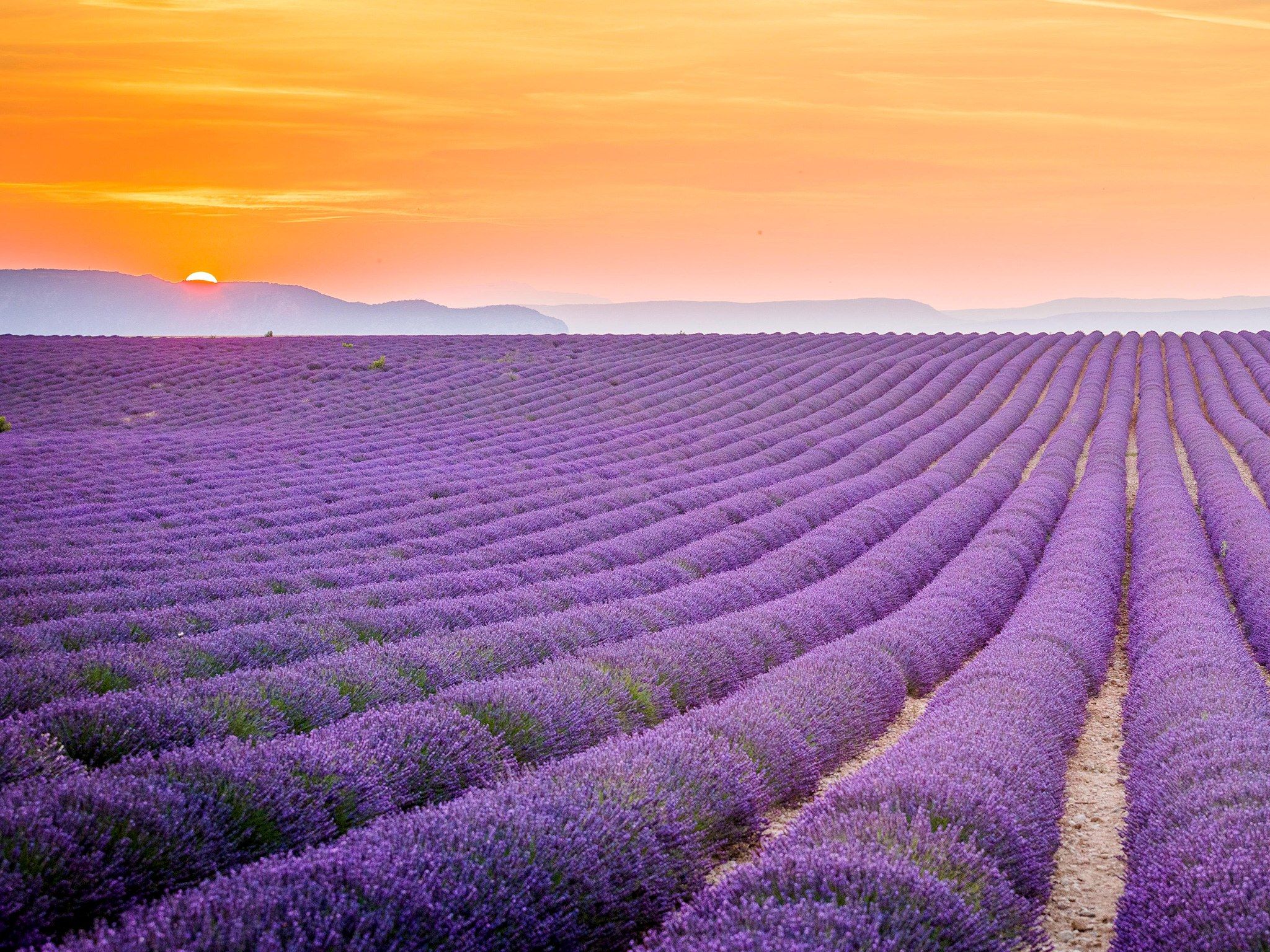 Lavender field, Provence, France HD Wallpaper