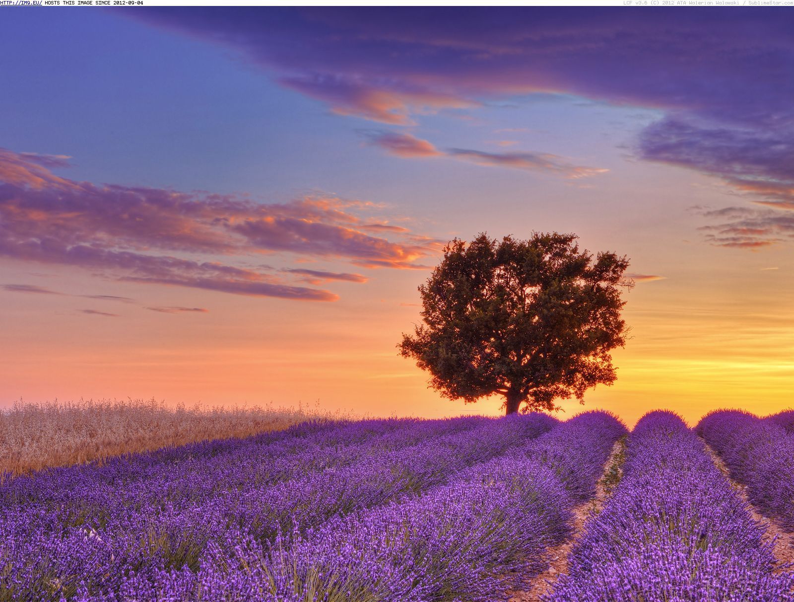Free download Tree at sunset in Provence France wallpaper
