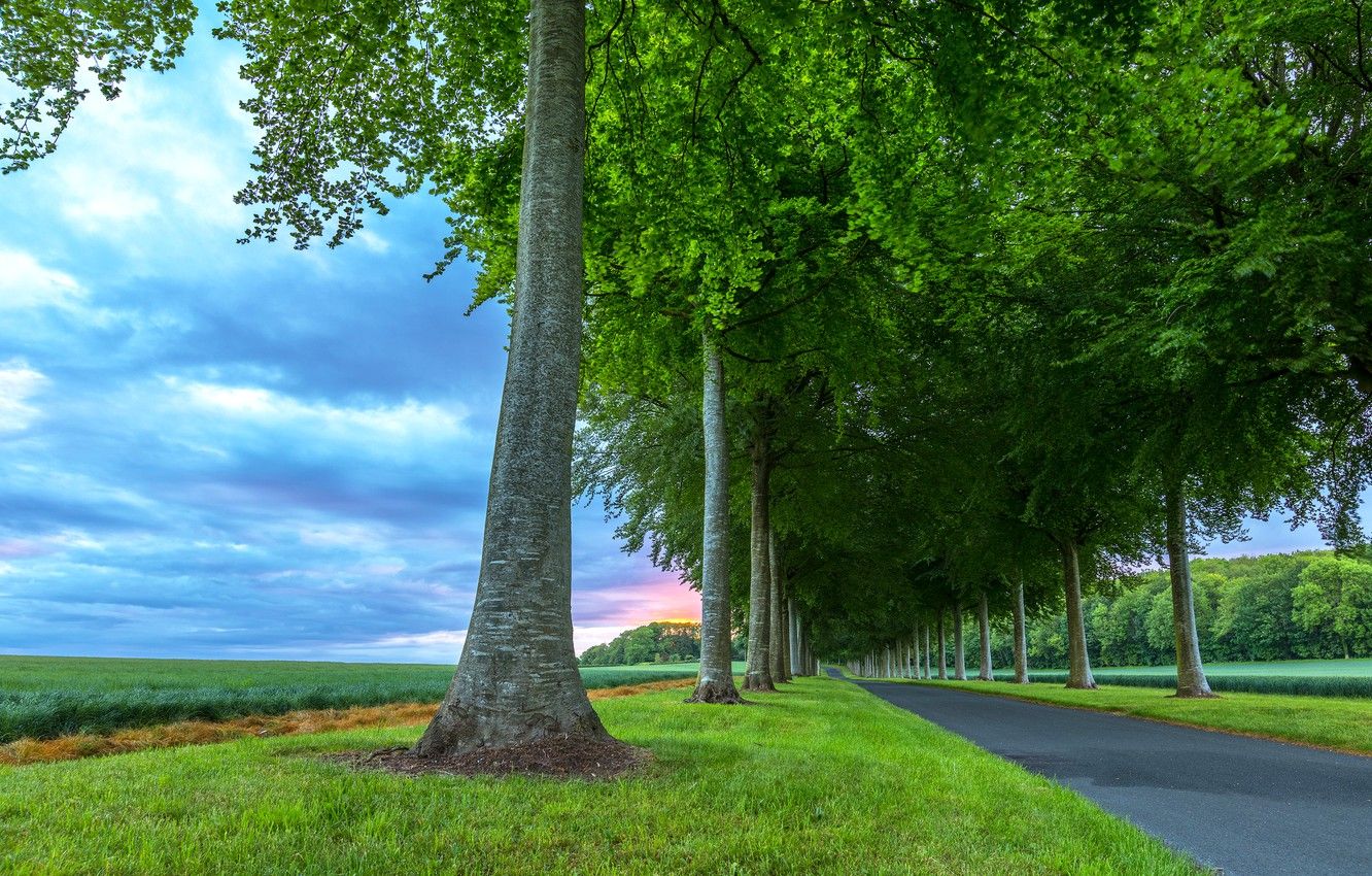 Wallpaper road, greens, summer, the sky, grass, clouds, trees
