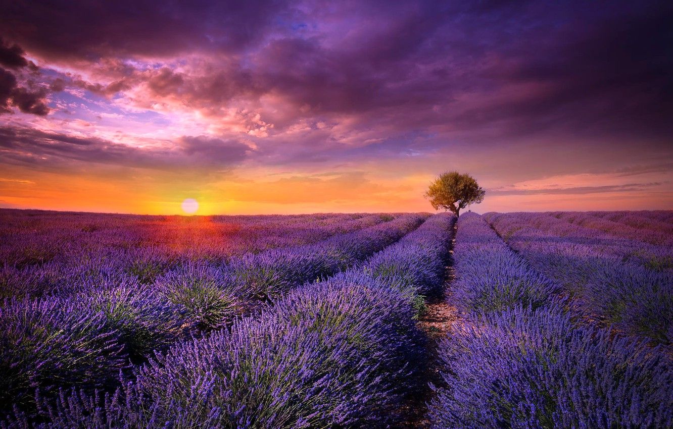 Wallpaper field, the sun, sunset, flowers, tree, France, lavender