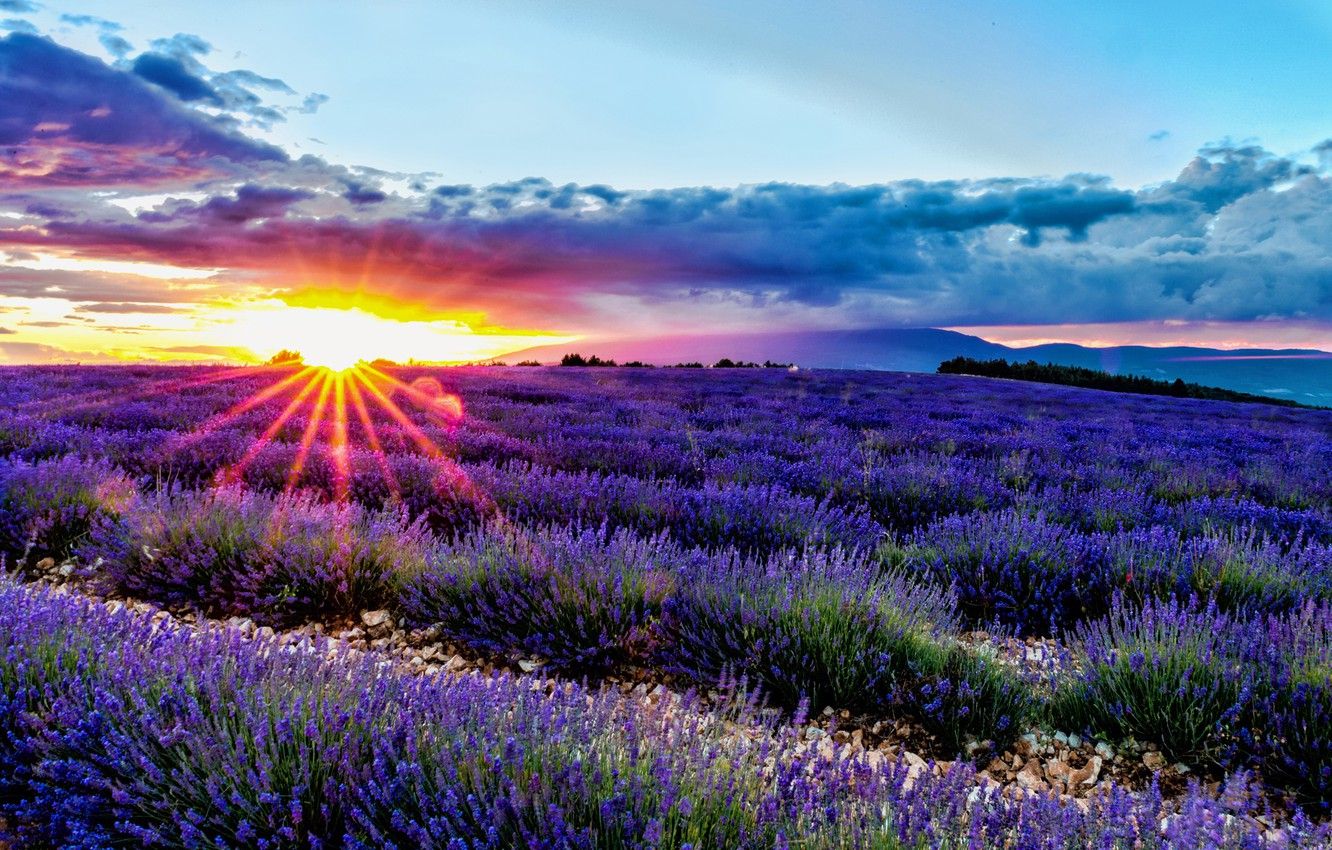 Wallpaper field, sunrise, dawn, France, France, lavender, Provence