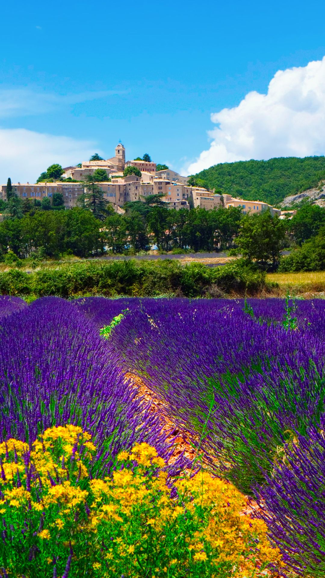 Provence Lavender Wallpaper. Lavender