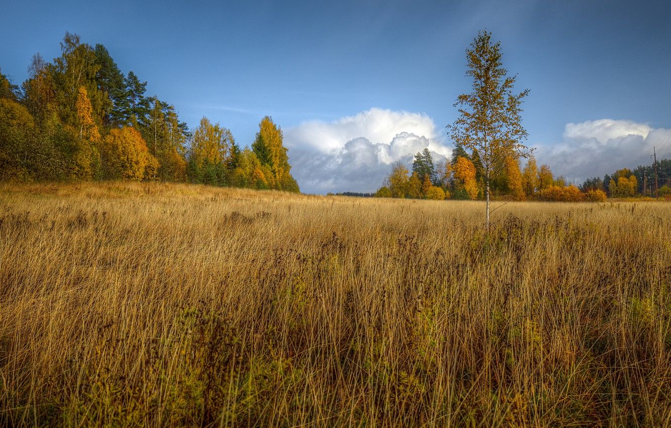 Wallpaper field, autumn, the sky, grass, clouds, trees, nature