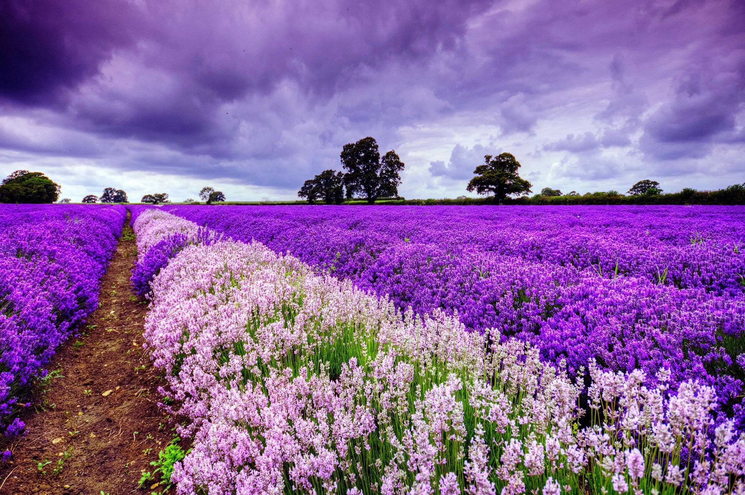 Free download Blooming field in Provence France wallpaper