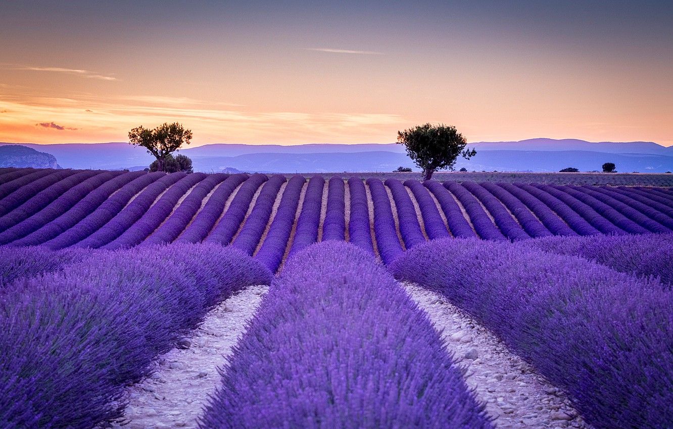 Wallpaper field, France, the ranks, lavender, Provence image