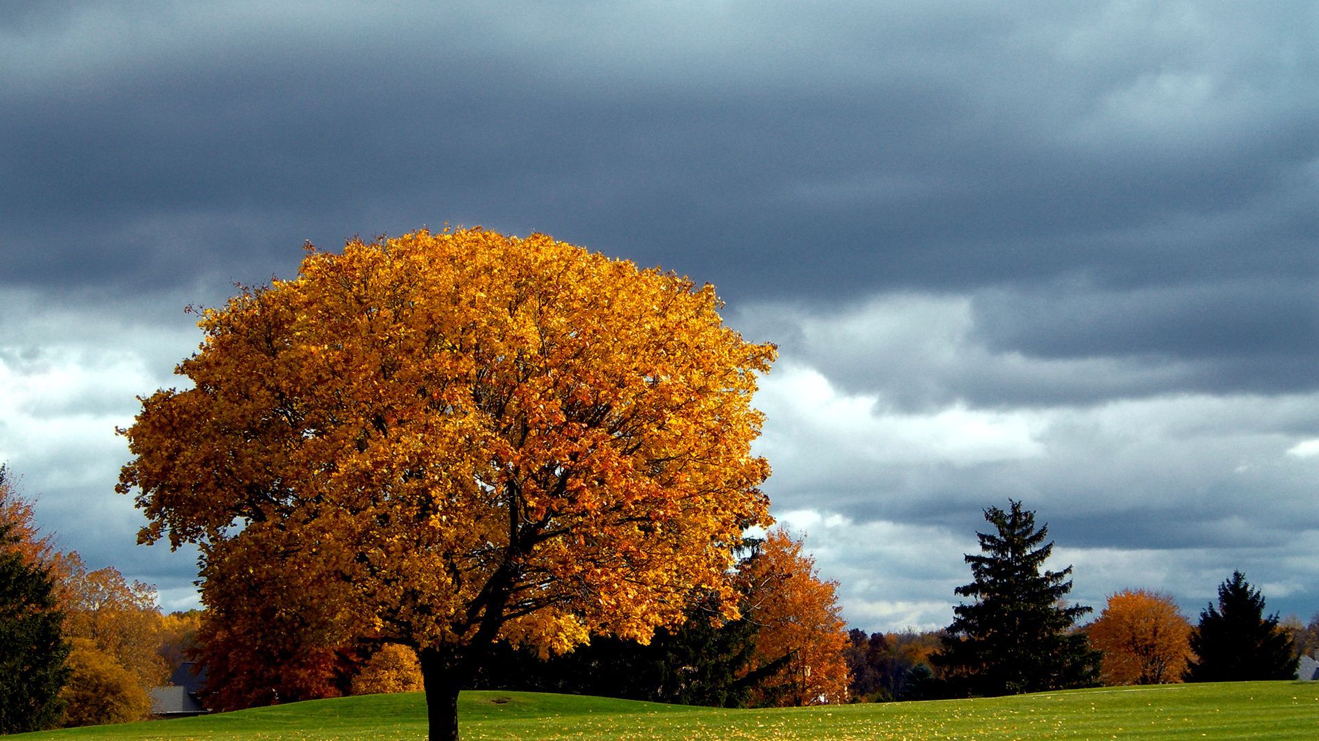 Autumn trees. autumn wallpaper, polef.opushka, meadow, forest