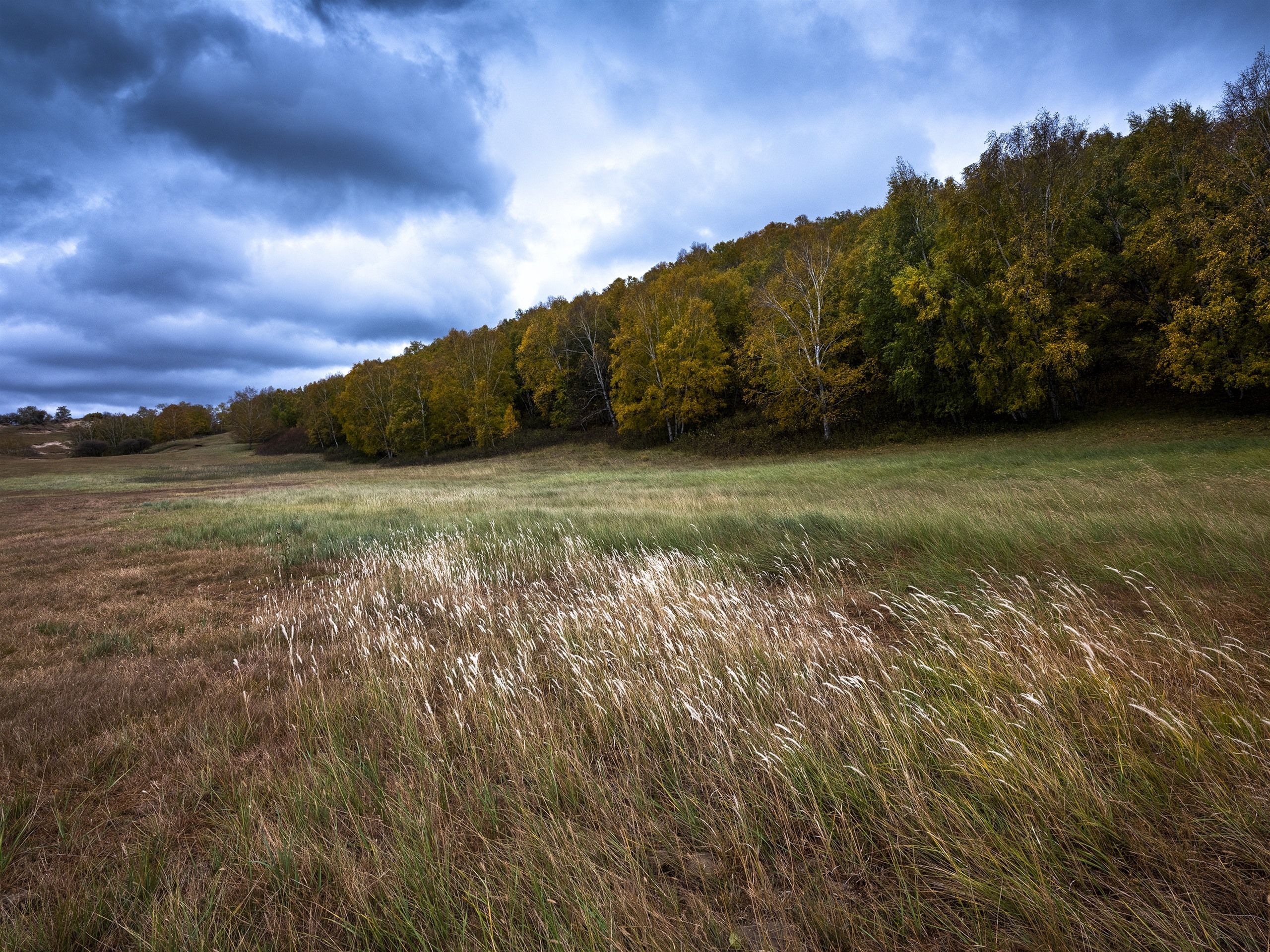 Wallpaper Trees, grass, wind, clouds, autumn 2560x1920 HD Picture