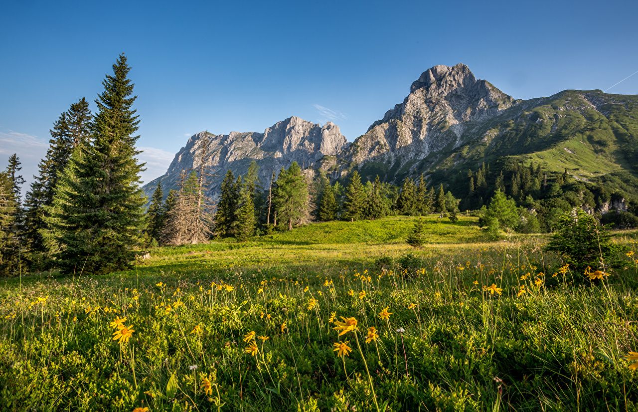 Wallpaper Alps Austria Nature Spruce mountain Meadow landscape