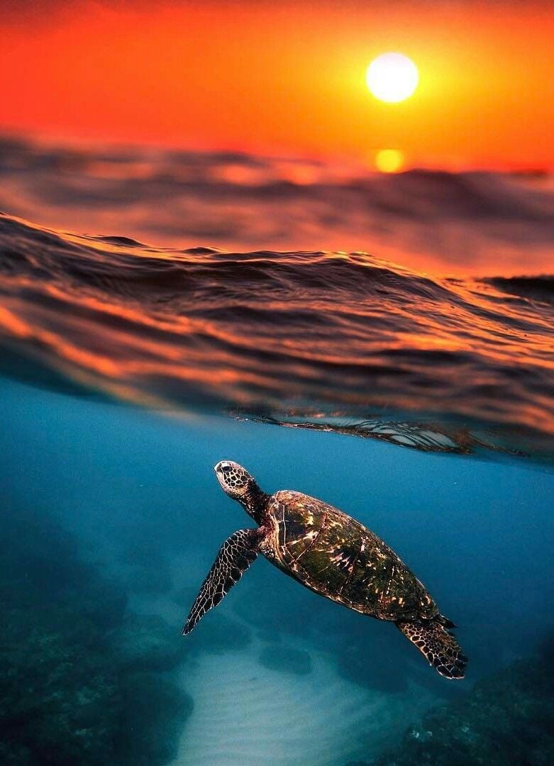 Pretty Sea Turtles Wallpapers - Wallpaper Cave