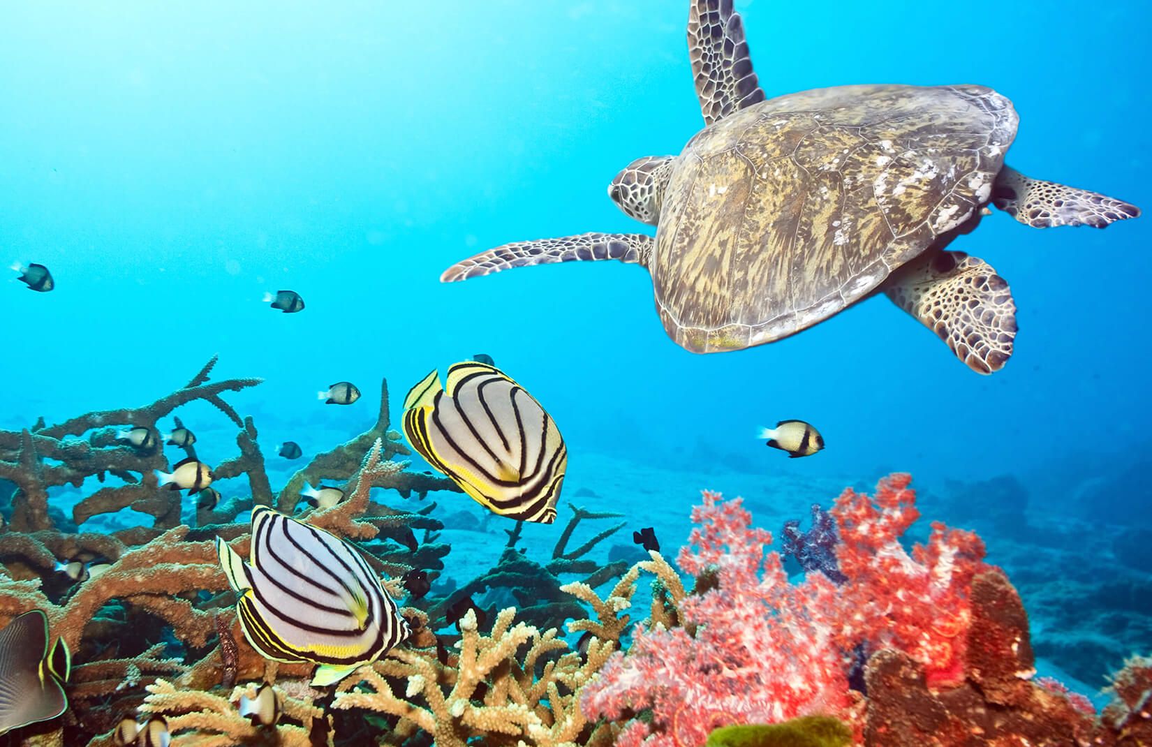 Underwater Turtle Wallpaper Mural