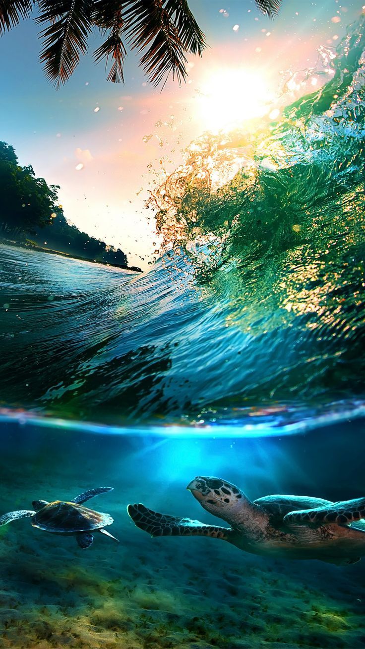 Sea Turtle Phone Background Wallpaper