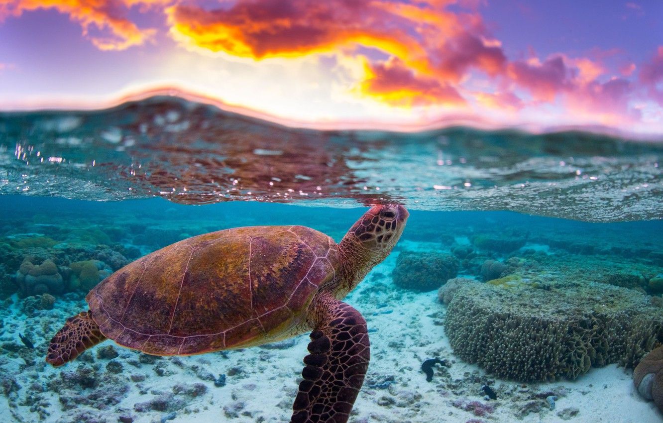 Wallpaper sea, water, clouds, the ocean, turtle, reef, split image for desktop, section животные