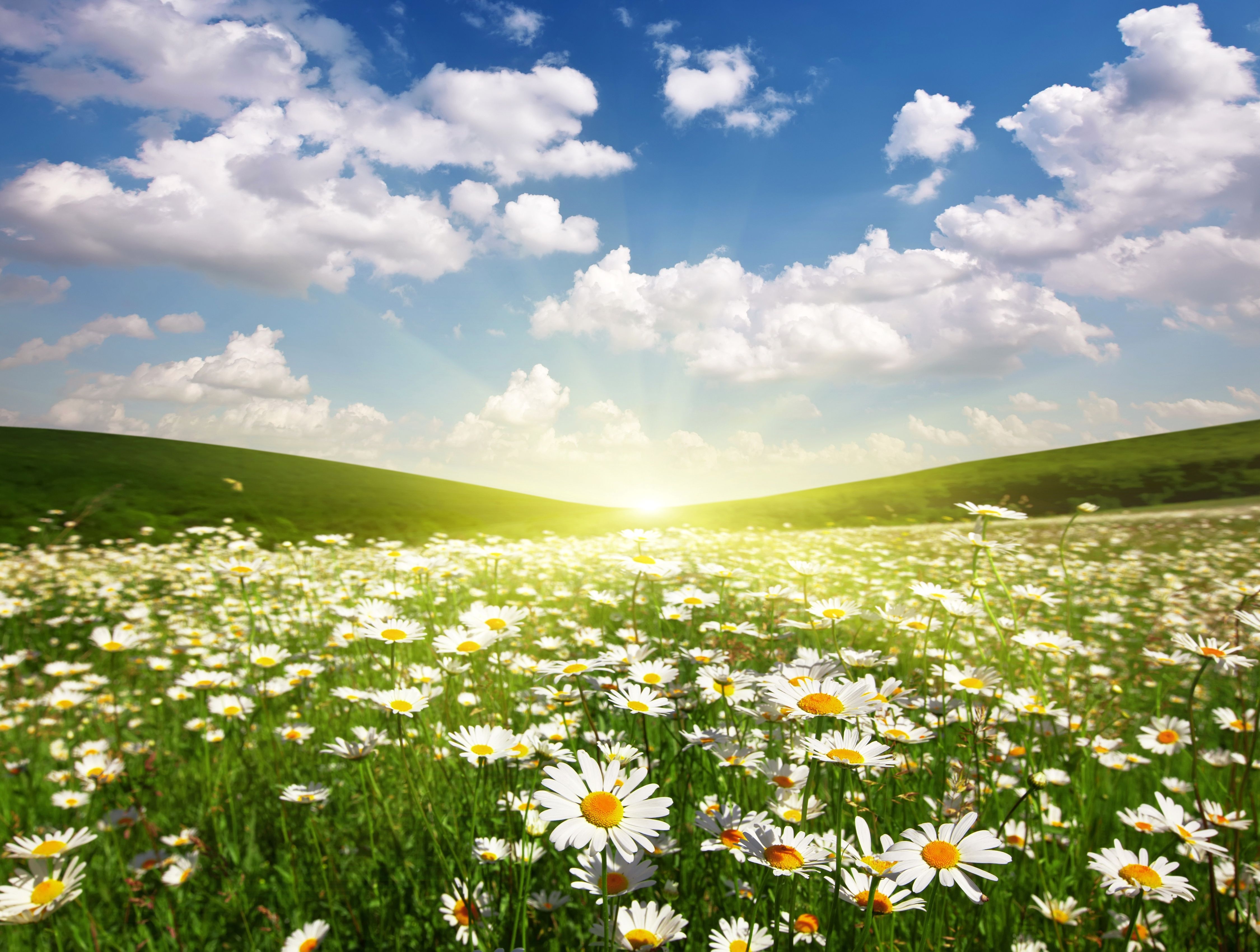 Sunrise over Field of Daisies 4k Ultra HD Wallpaper. Background
