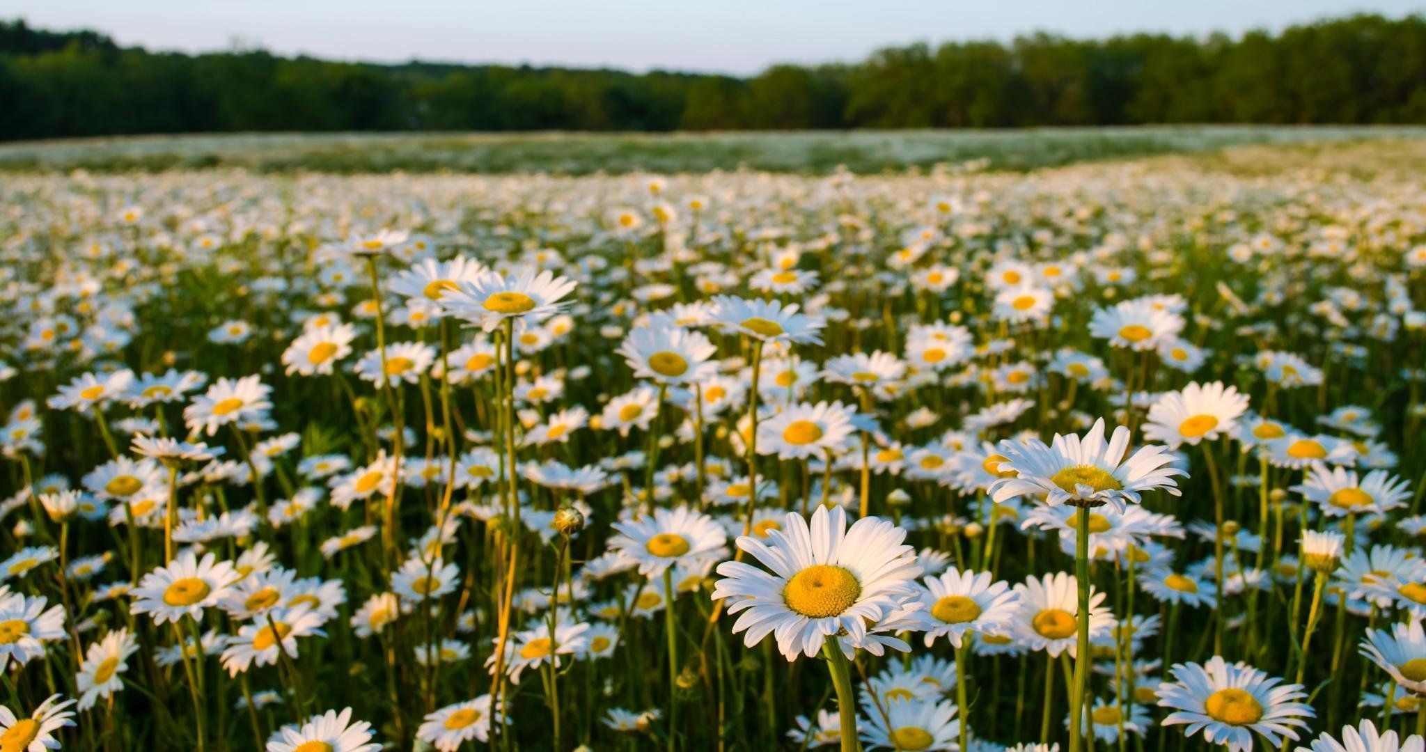 field of daisies background