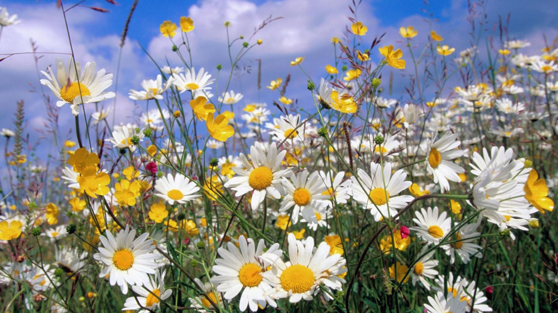field of daisies HD