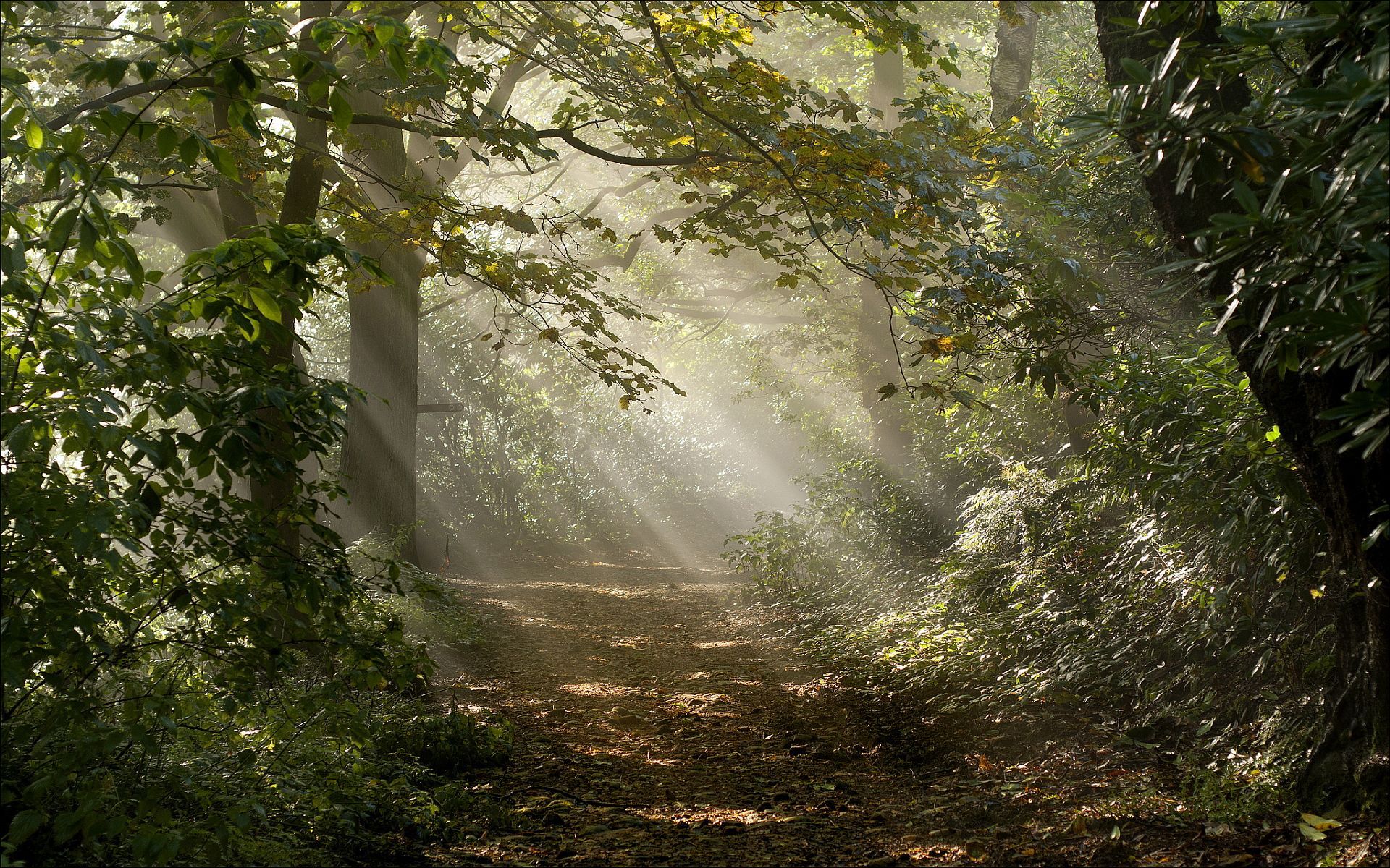 Sunbeams In Forest Wallpapers - Wallpaper Cave