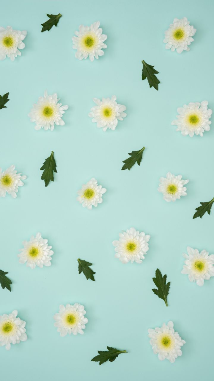 Chamomile, leaves, flowers, minimalism, 720x1280 wallpaper