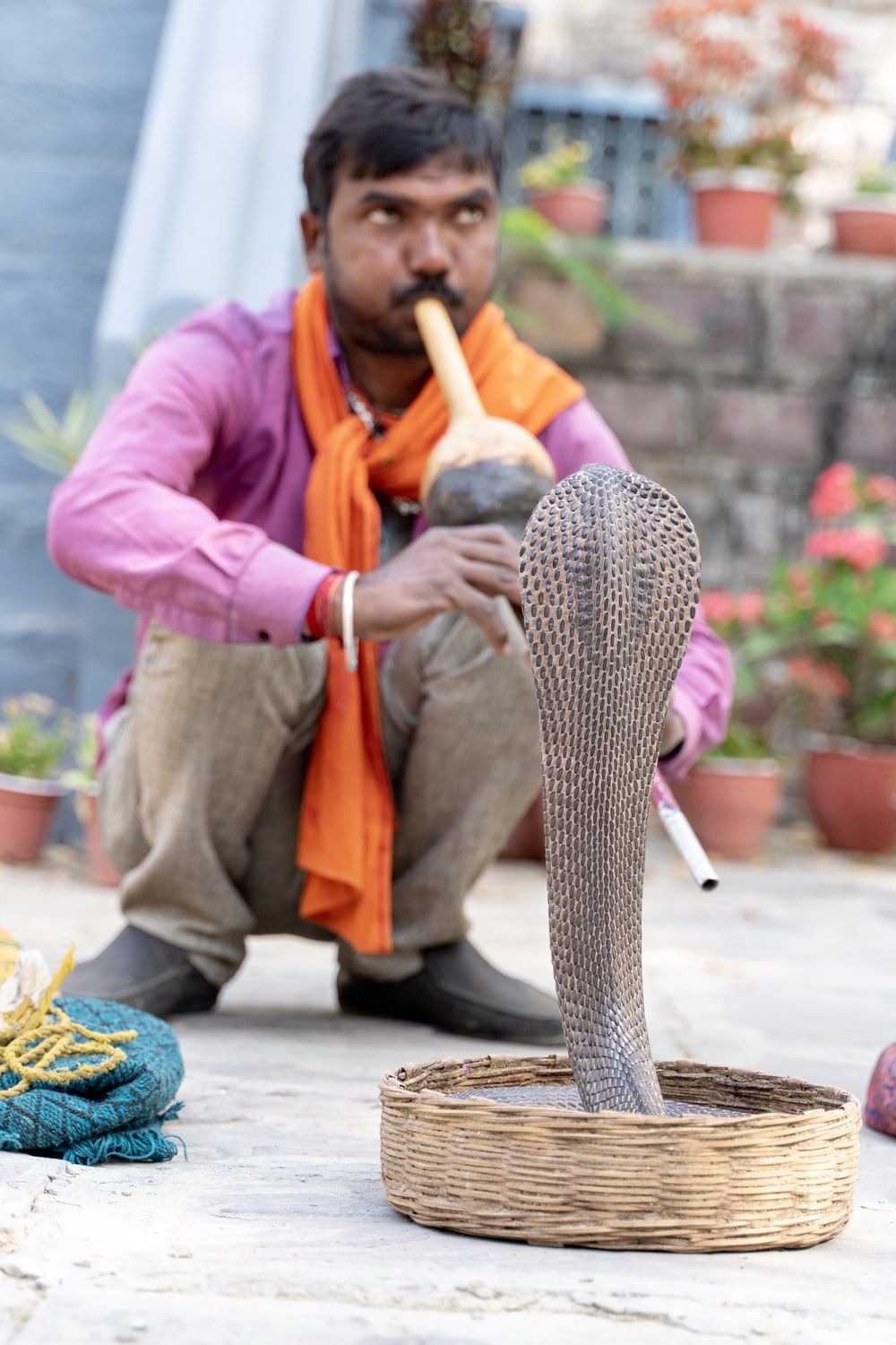 Snake Charmer Wallpapers - Wallpaper Cave